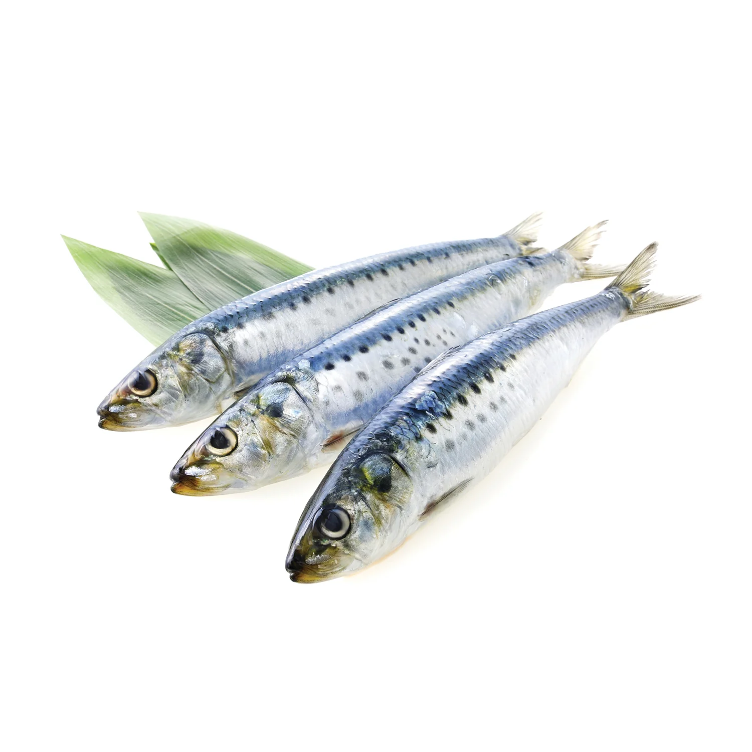 Moda Frozen Sardine (Temizlenmis Sardalya), Wild Caught, Gutted, 16oz (454g) - Image 2