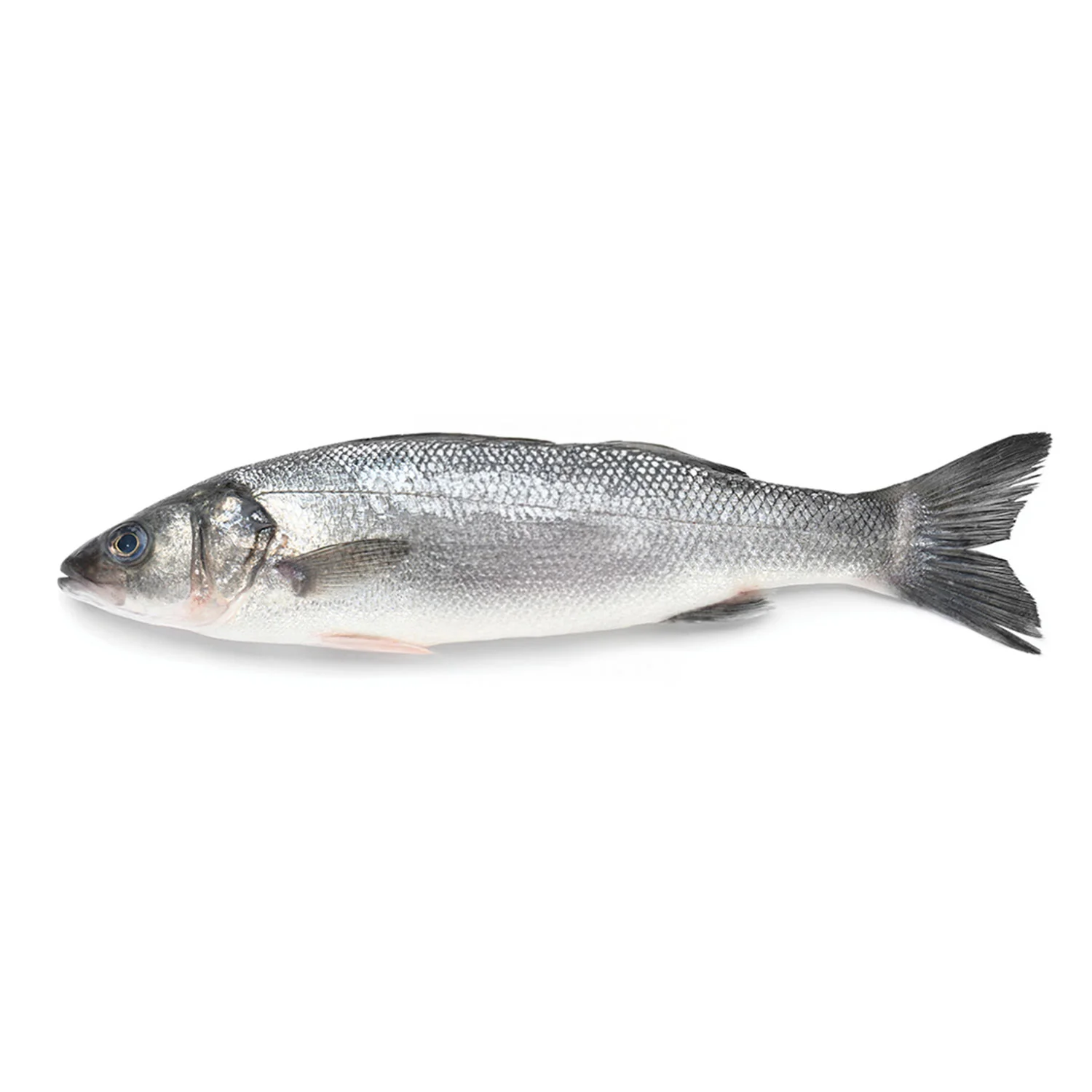 Moda Branzino-Sea Bass, Bulk, Fillet, 10lbs, 8-10, 24pcs - - Image 3