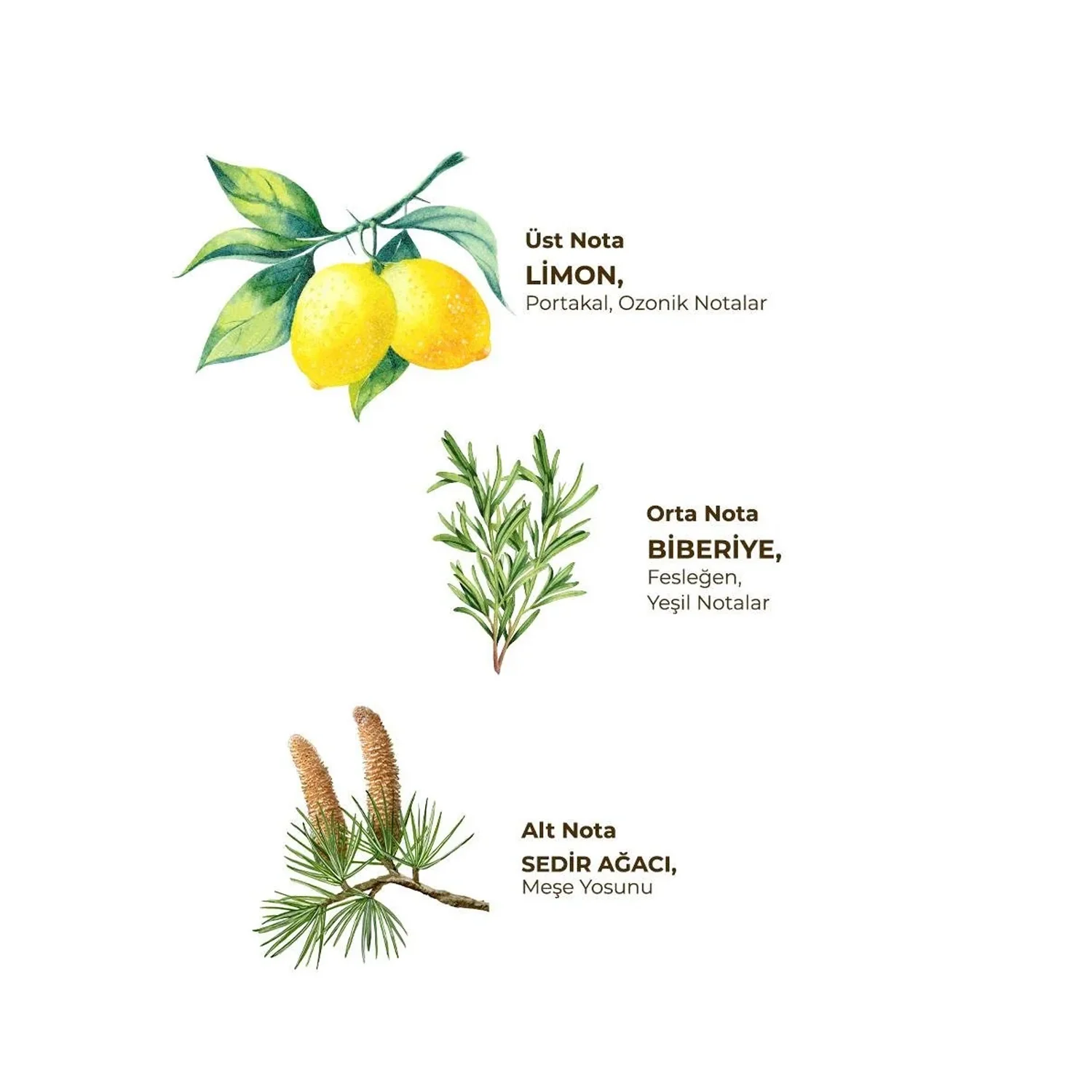 Eyup Sabri Tuncer Cologne Rainforest 400 - Image 4