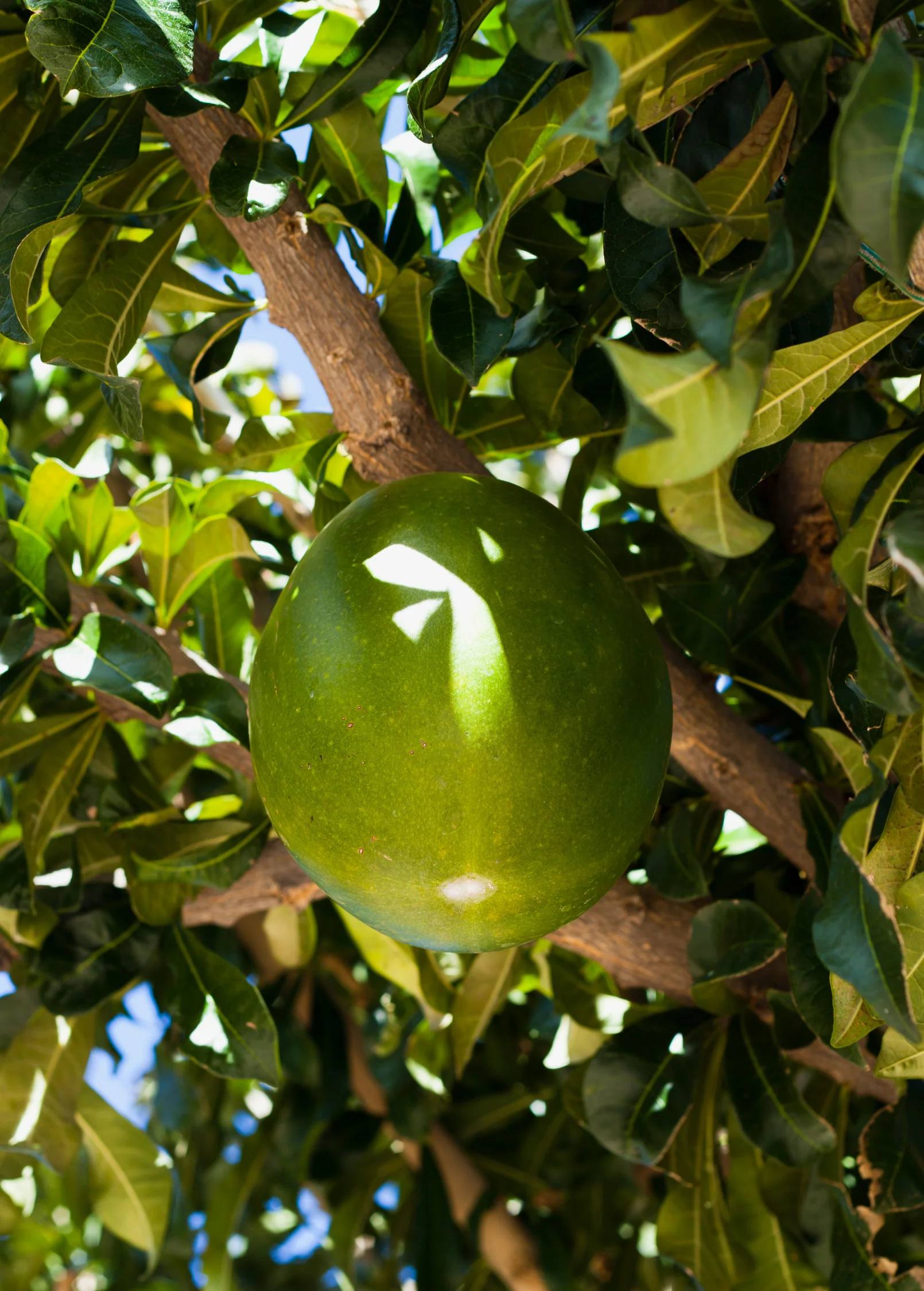 Abiu (Pouteria caimito) - Image 2