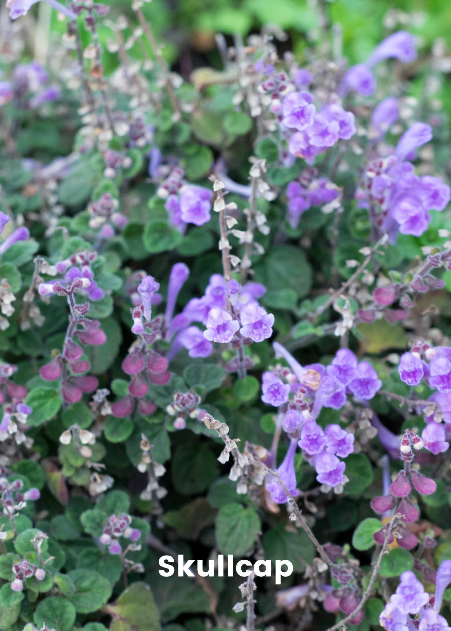 Adaptogen Herb Bundle: Gotu Kola, Skullcap, Ashwagandha, Tulsi - Image 3
