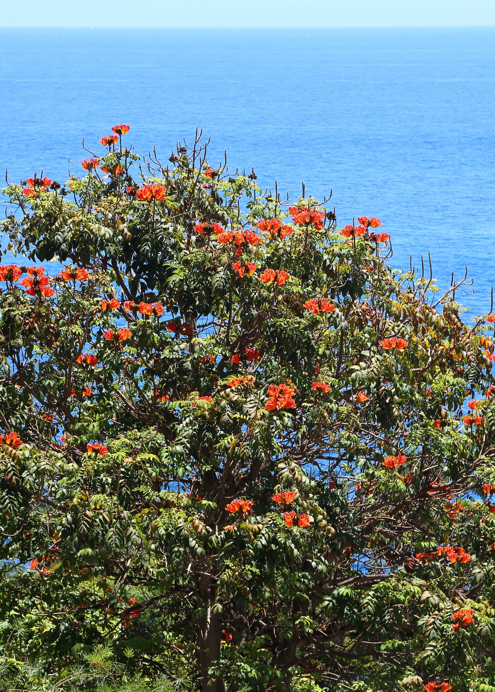 African Tulip Tree, Jamaican Donkey Pee Pee  (Spathodea campanulata) - Image 3