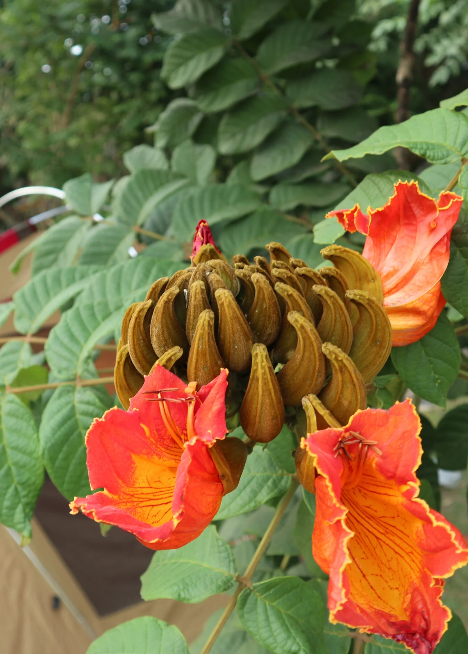 African Tulip Tree, Jamaican Donkey Pee Pee  (Spathodea campanulata) - Image 7