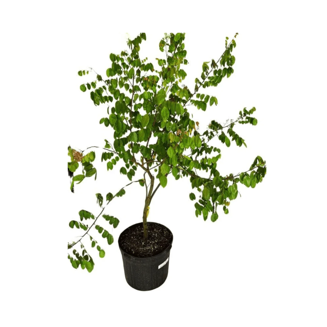 Arkin Star fruit Carambola Fruit Tree, Grafted - Image 2