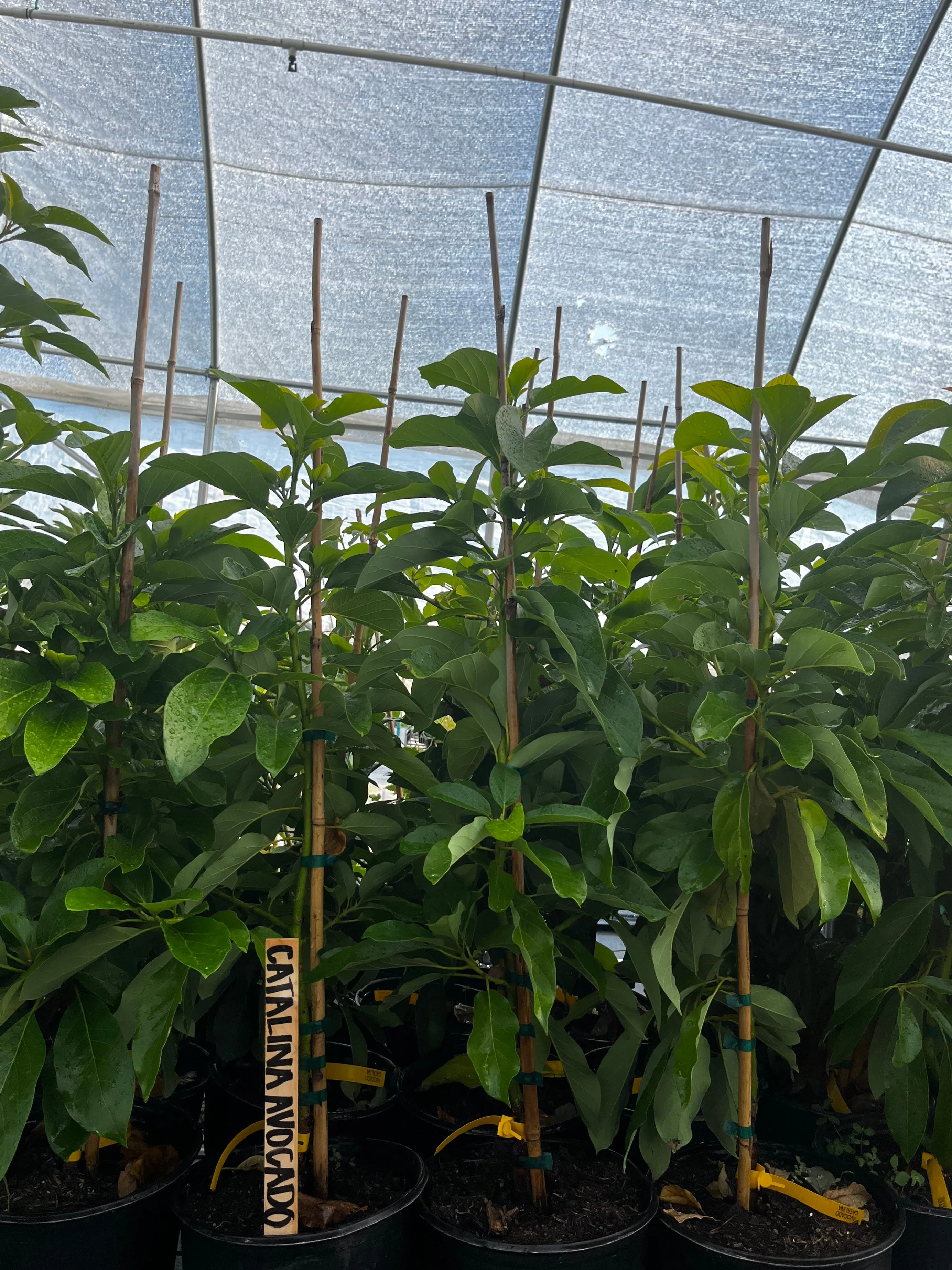 Avocado 'Catalina' (Persia americana) - Image 2