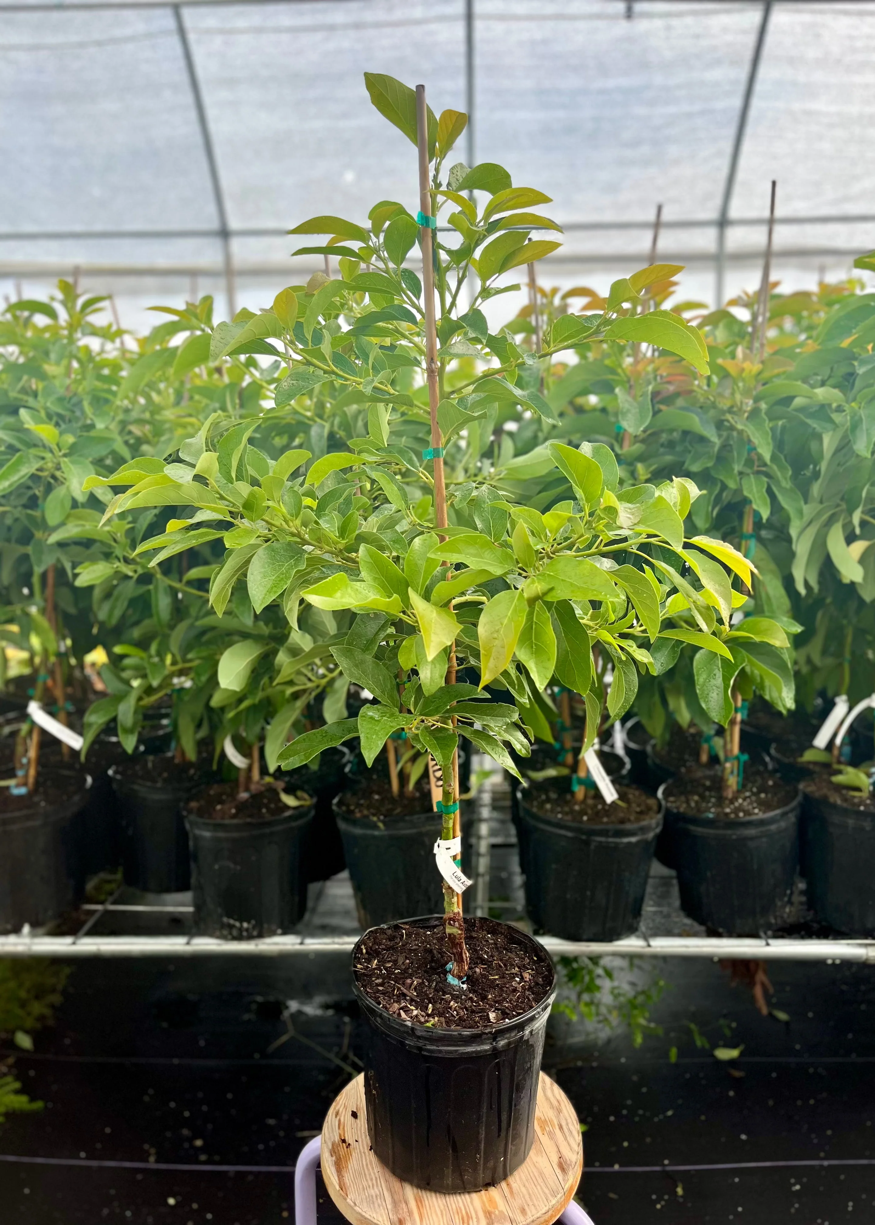 Avocado 'Lula' (Persia americana) - Image 2