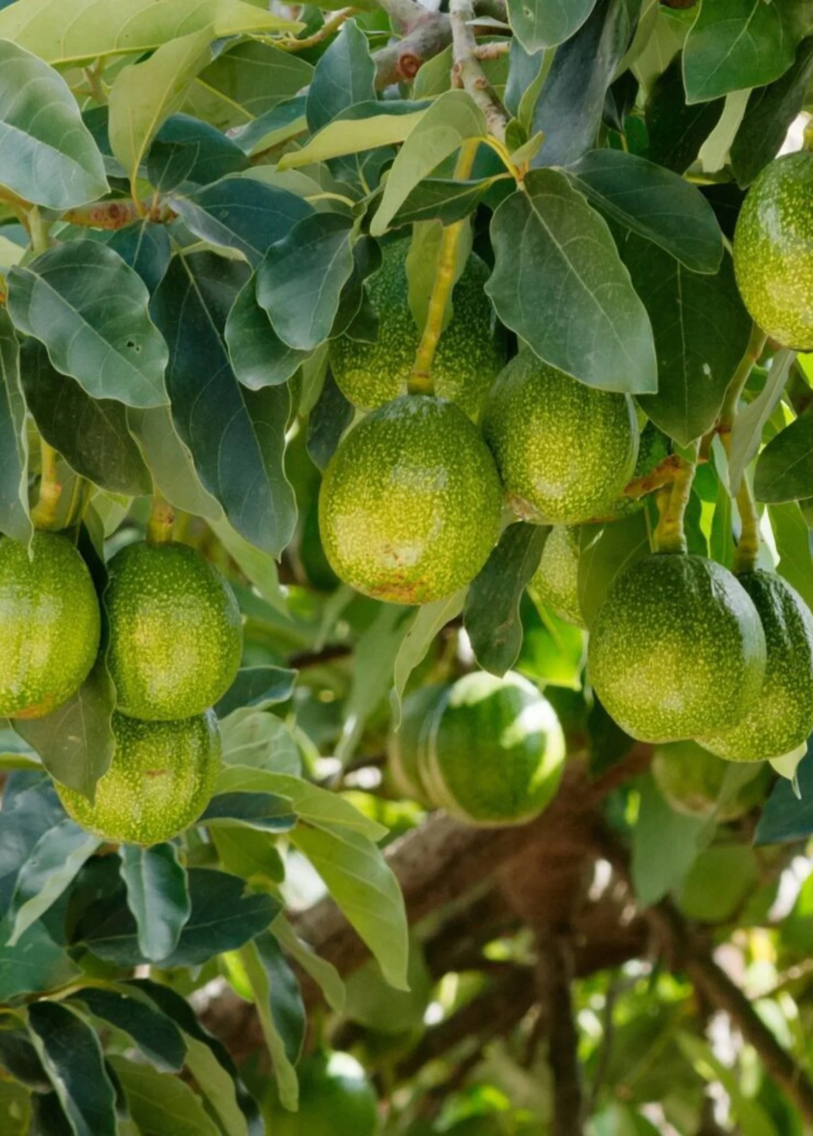 Avocado 'Marcus Pumpkin' (Persia americana) - Image 3