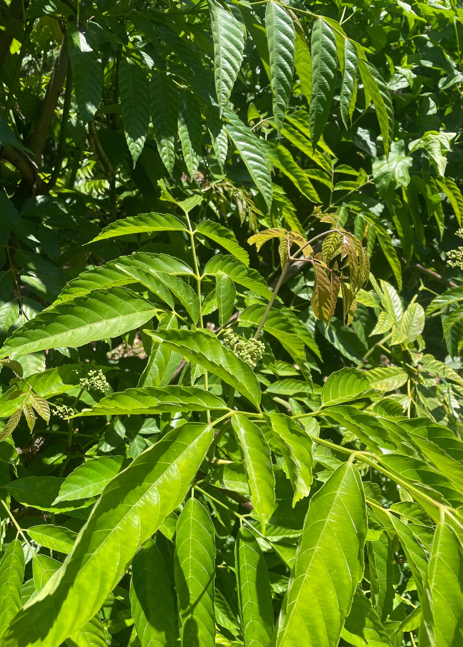 Bandicoot Berry (Leea indica) - Image 4