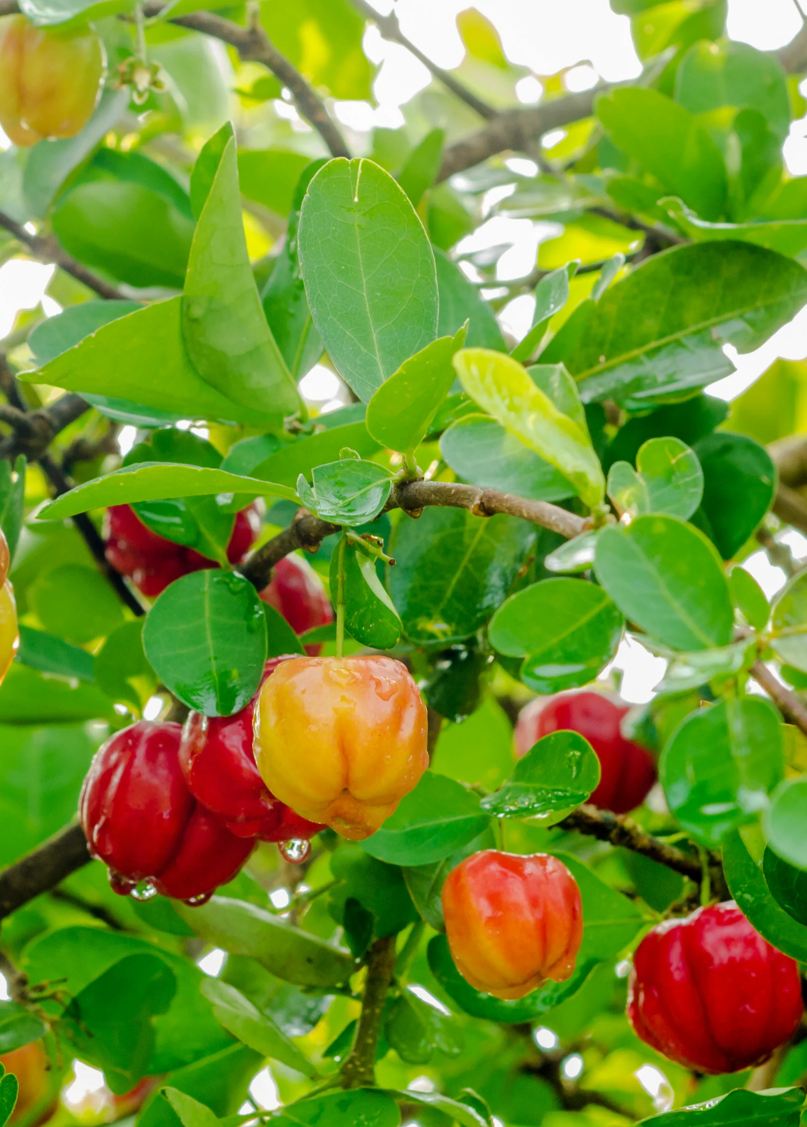 Barbados Cherry (Malpighia emarginata) - Image 2