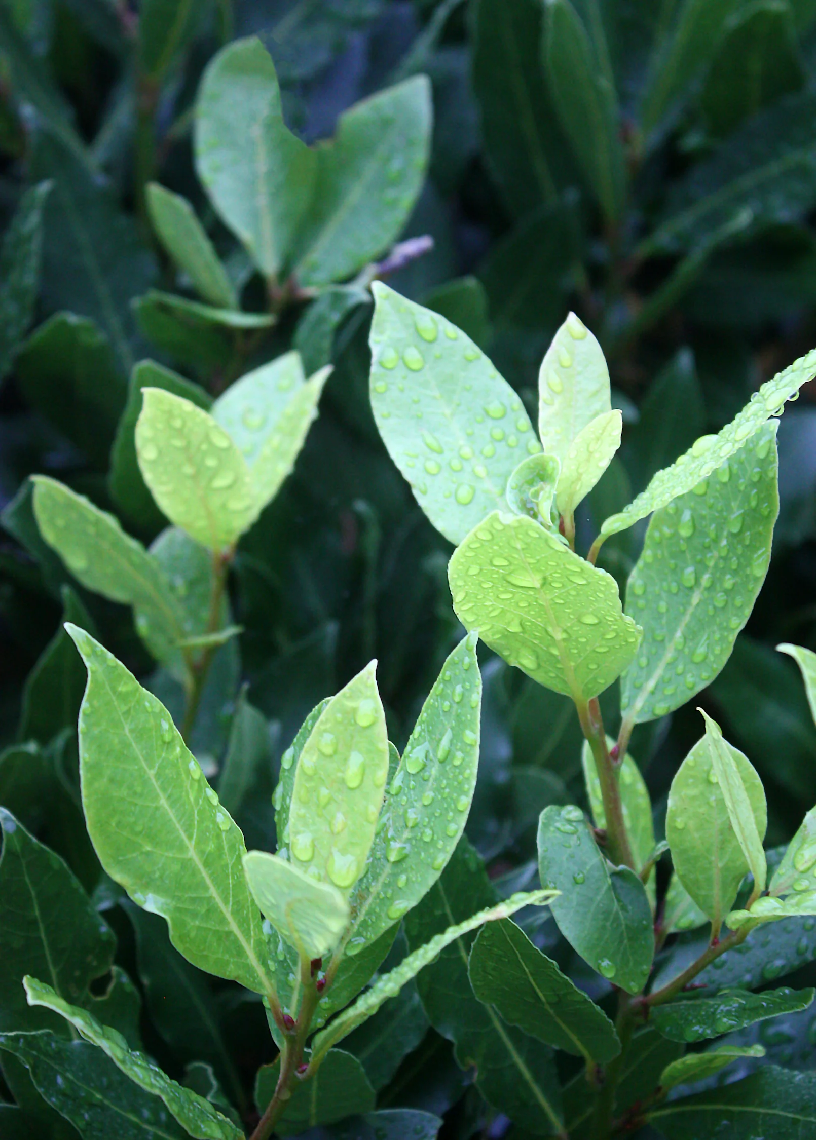 Bay Leaf, Bay Laurel (Laurus nobilis) - Image 4