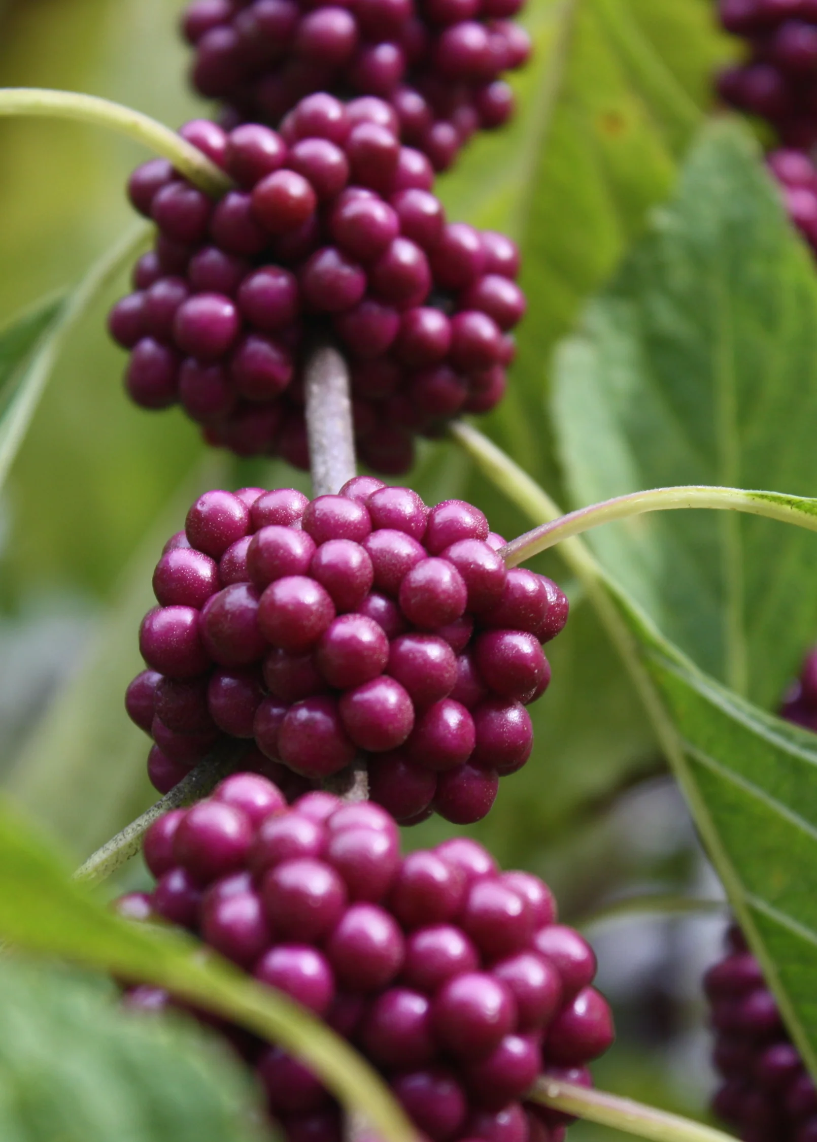 Beautyberry (Callicarpa americana) - Image 4