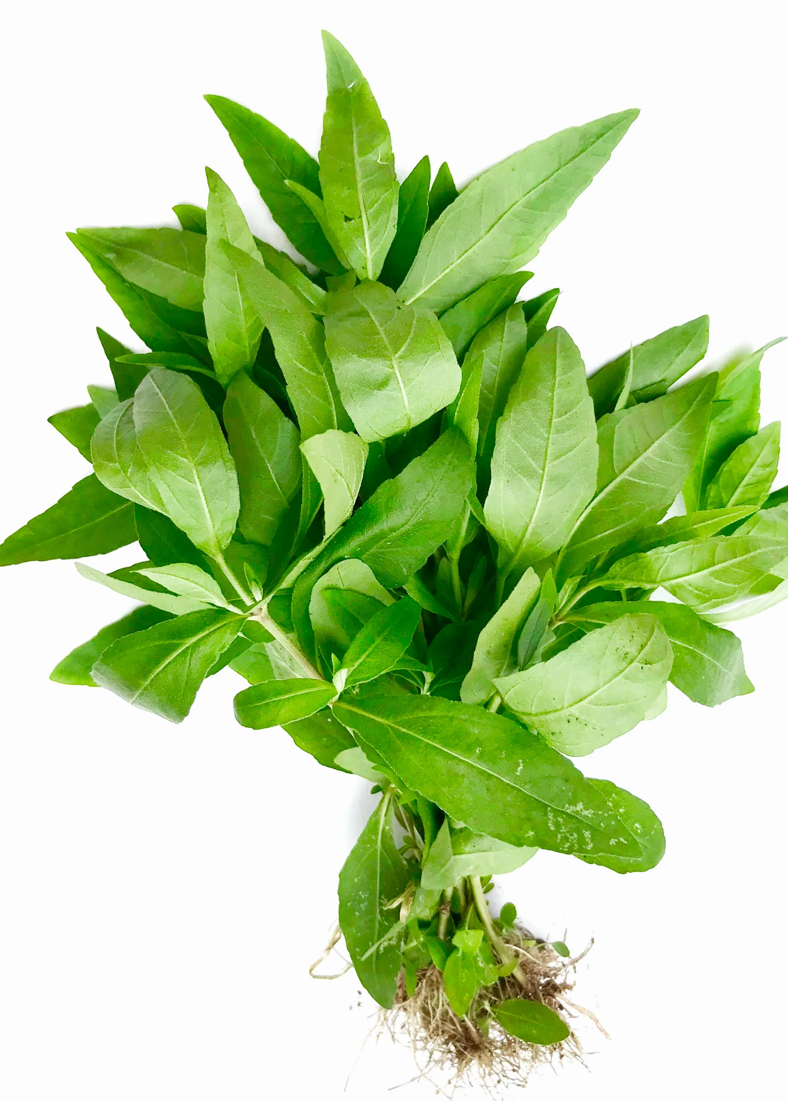 Bhringraj (Eclipta prostrata, syn, Eclipta alba) - Image 3