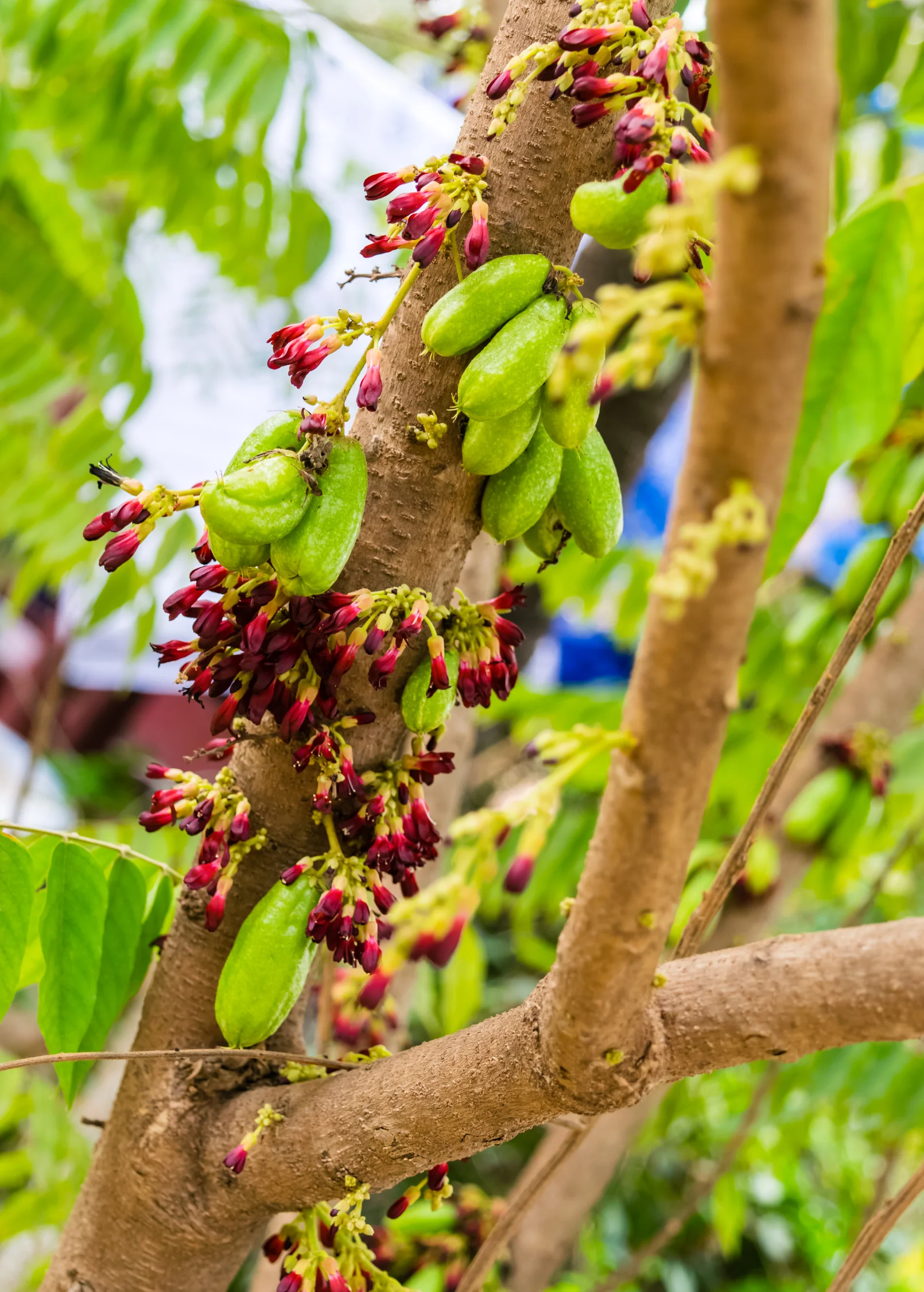 Bilimbi (Averrhoa bilimbi) - Image 4