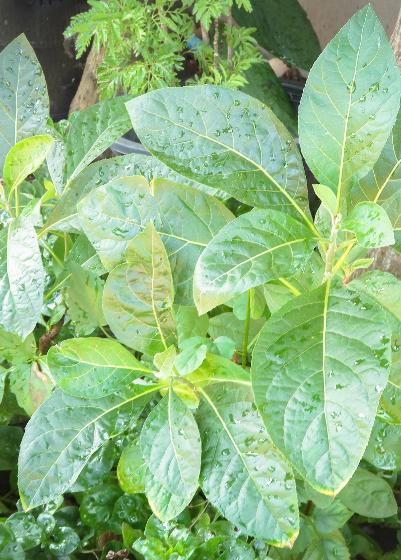 Bitter Leaf Tree (Gymnanthemum extensum) - Image 3