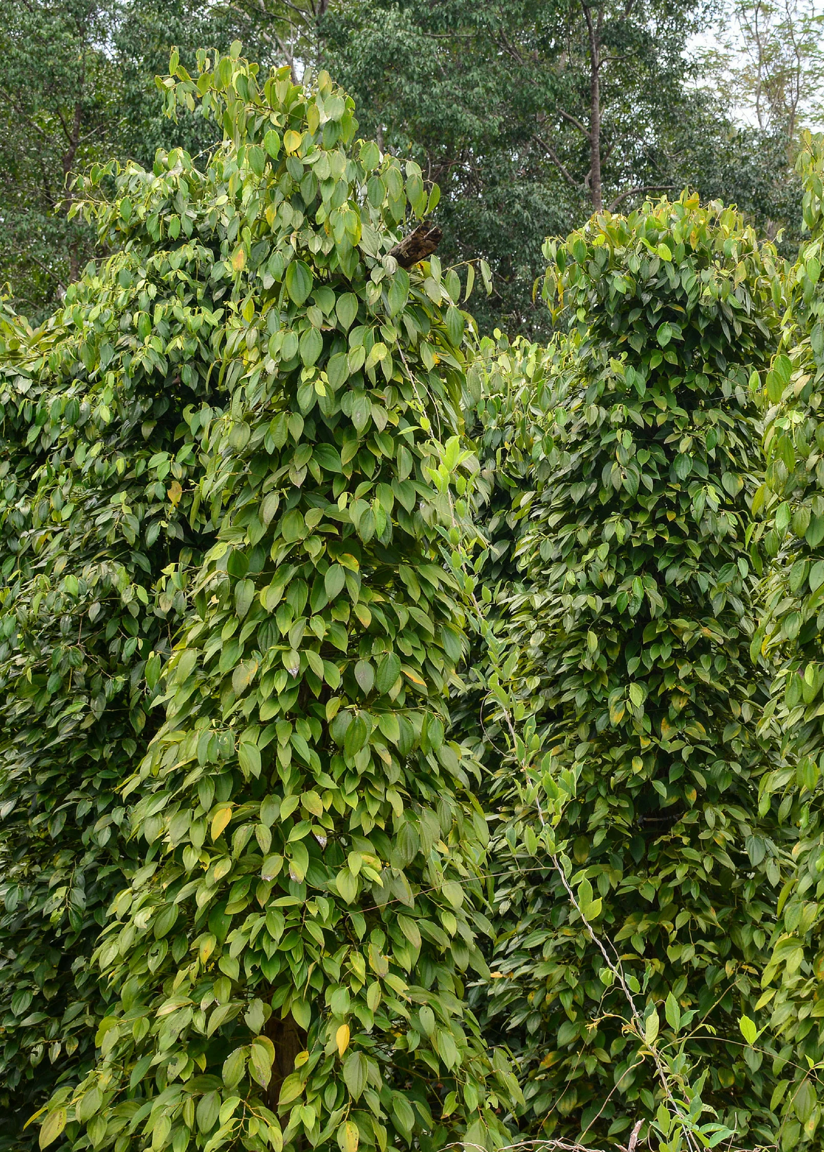 Black Pepper Vine (Piper nigrum) - Image 2