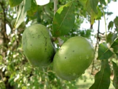 Black Sapote Bernicker Tree Grafted - Image 3