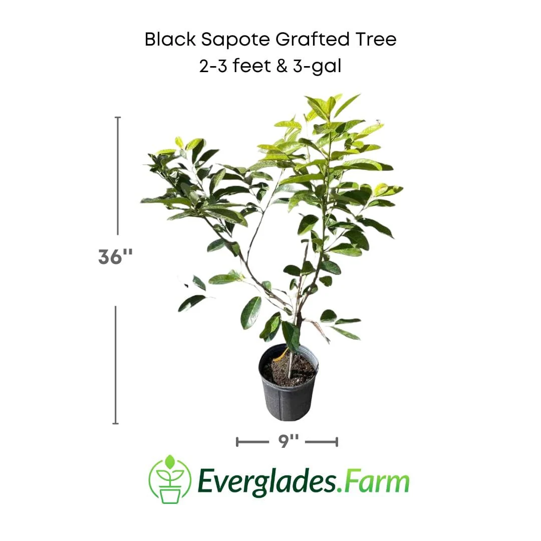 Black Sapote Bernicker Tree Grafted - Image 4