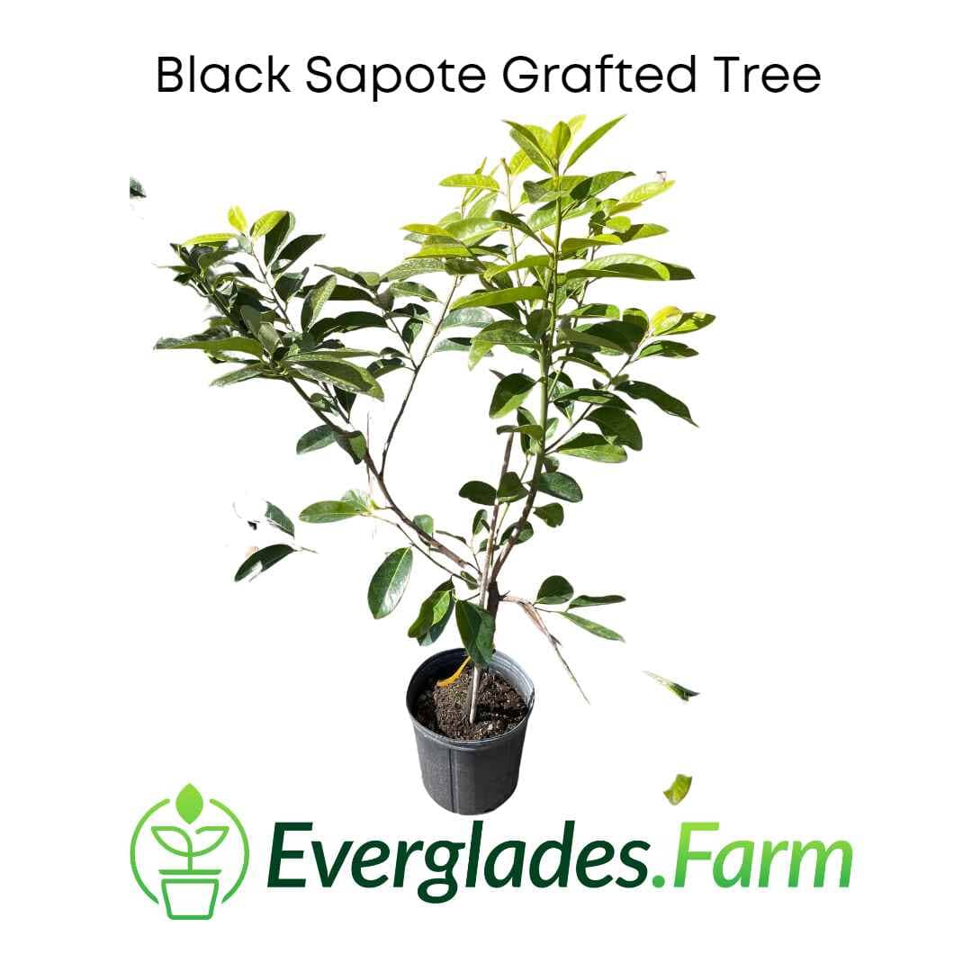 Black Sapote Reineke [Merida] Grafted Tree - Image 2