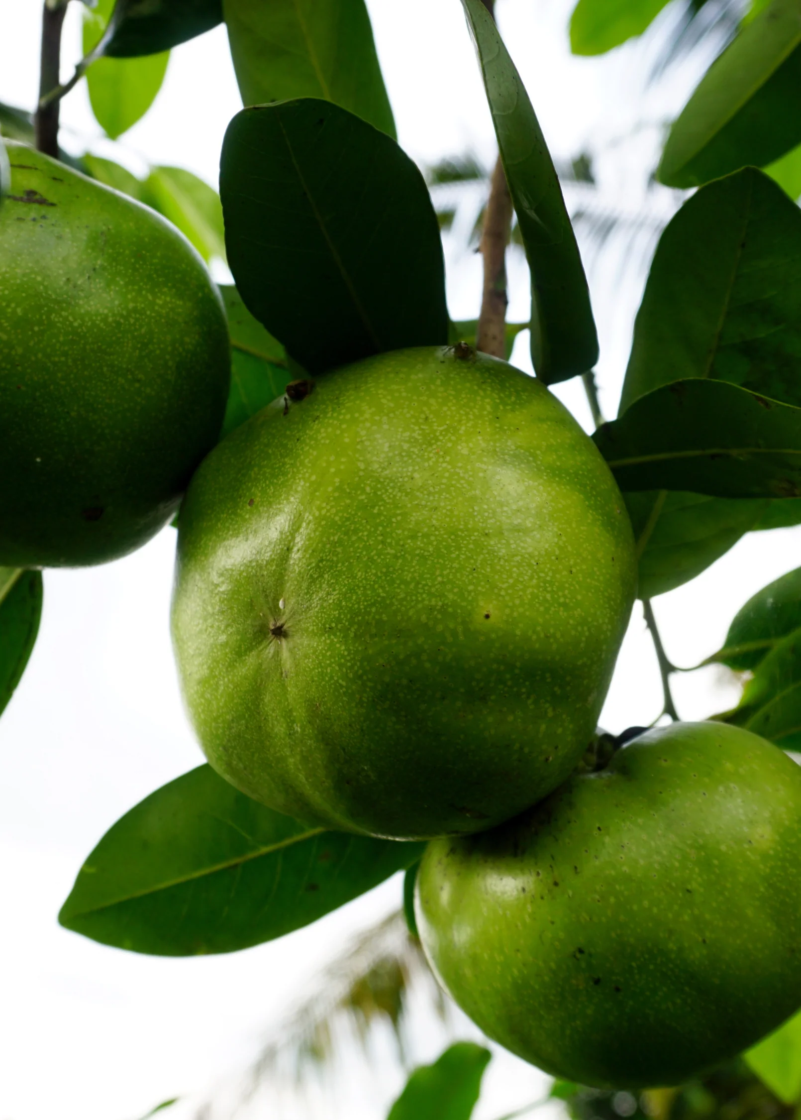 Black Sapote ‘Wilson’ (Diospyros nigra) - Image 3