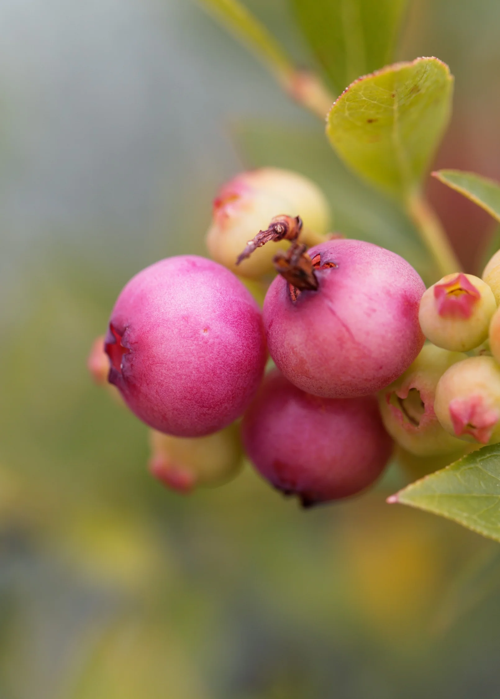 Blueberry 'Pink Lemonade' (Vaccinium corymbosum 'Pink Lemonade') - Image 2