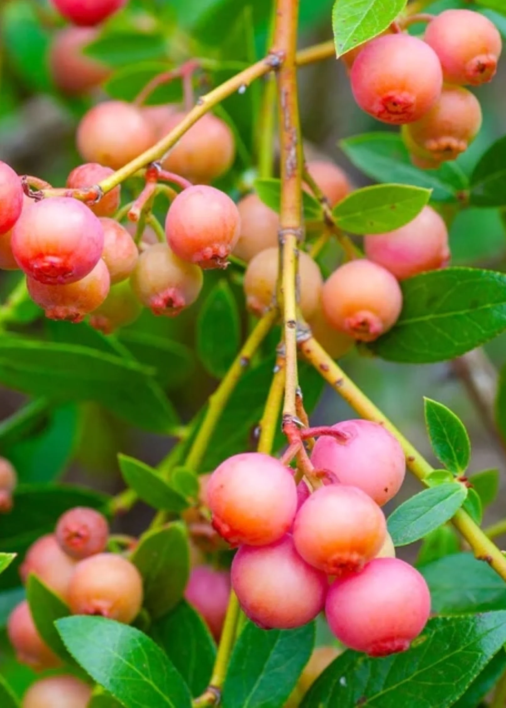 Blueberry 'Pink Lemonade' (Vaccinium corymbosum 'Pink Lemonade') - Image 3