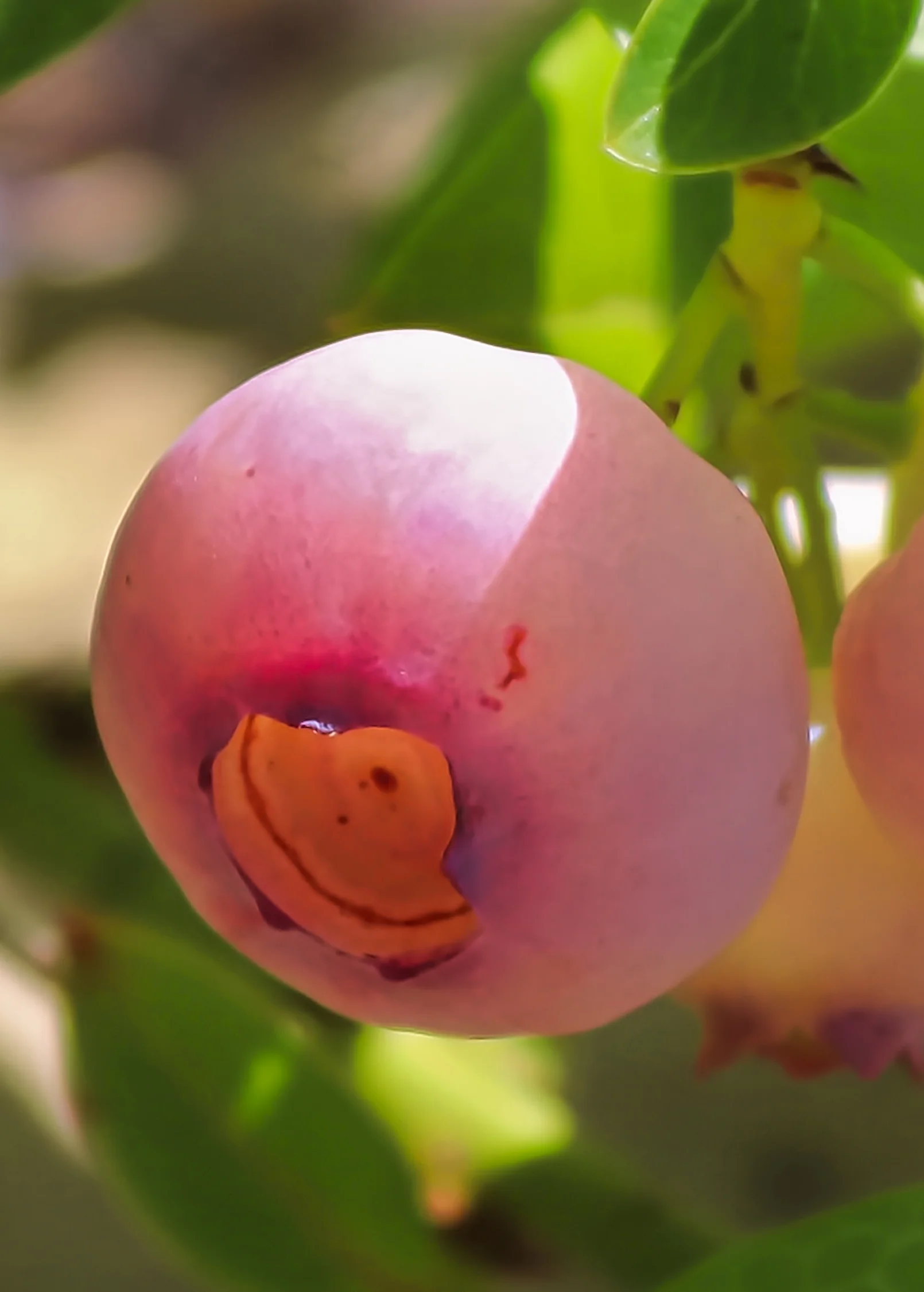 Blueberry 'Pink Lemonade' (Vaccinium corymbosum 'Pink Lemonade') - Image 4