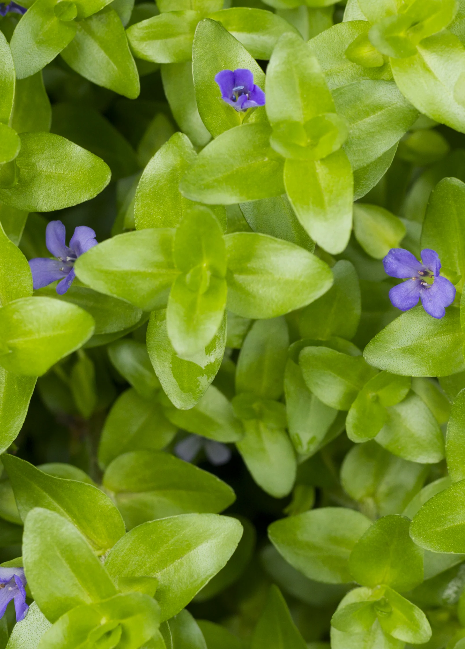 Brahmi (Bacopa monnieri) - Image 4