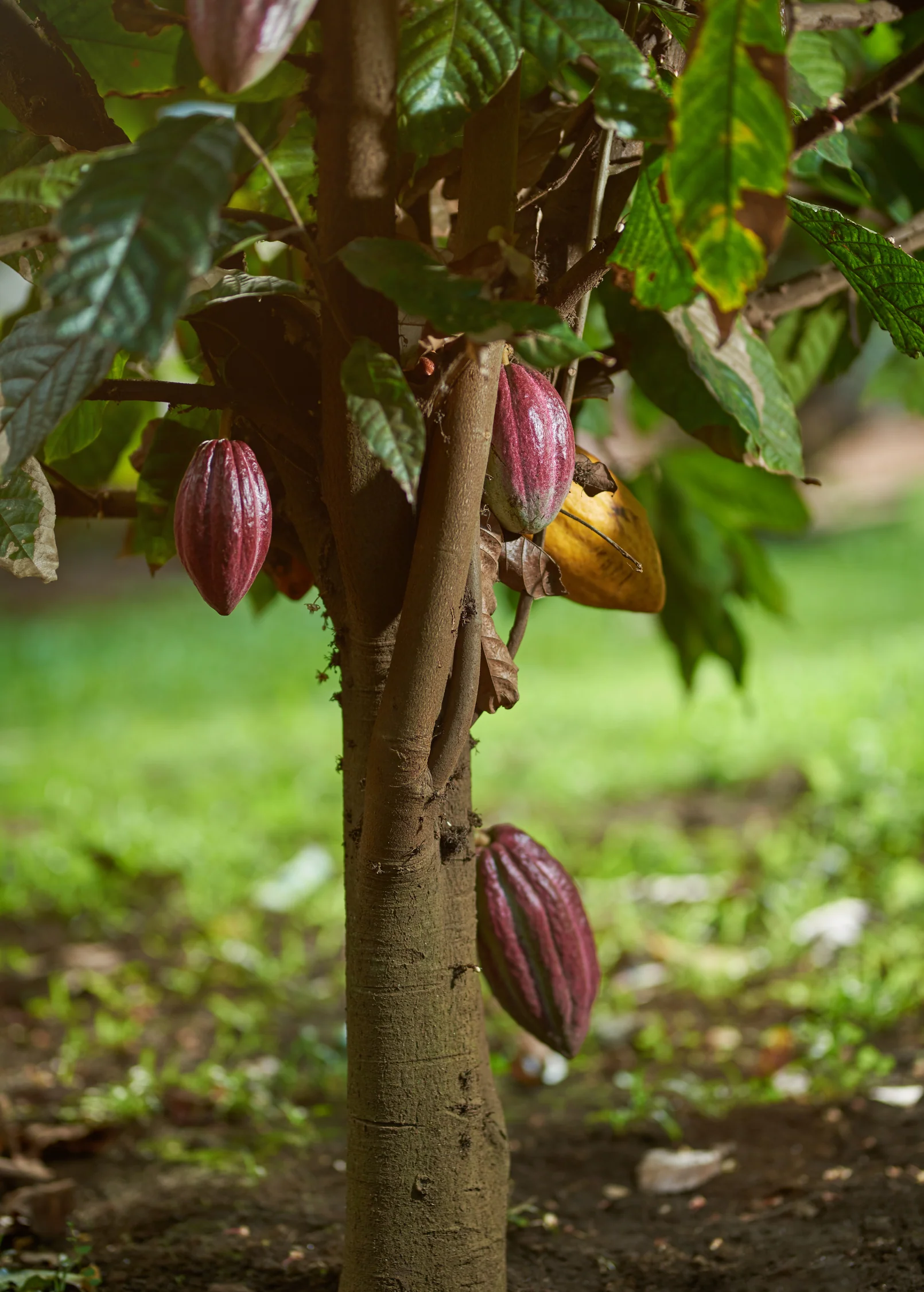 Cacao, Red (Theobroma cacao) - Image 2