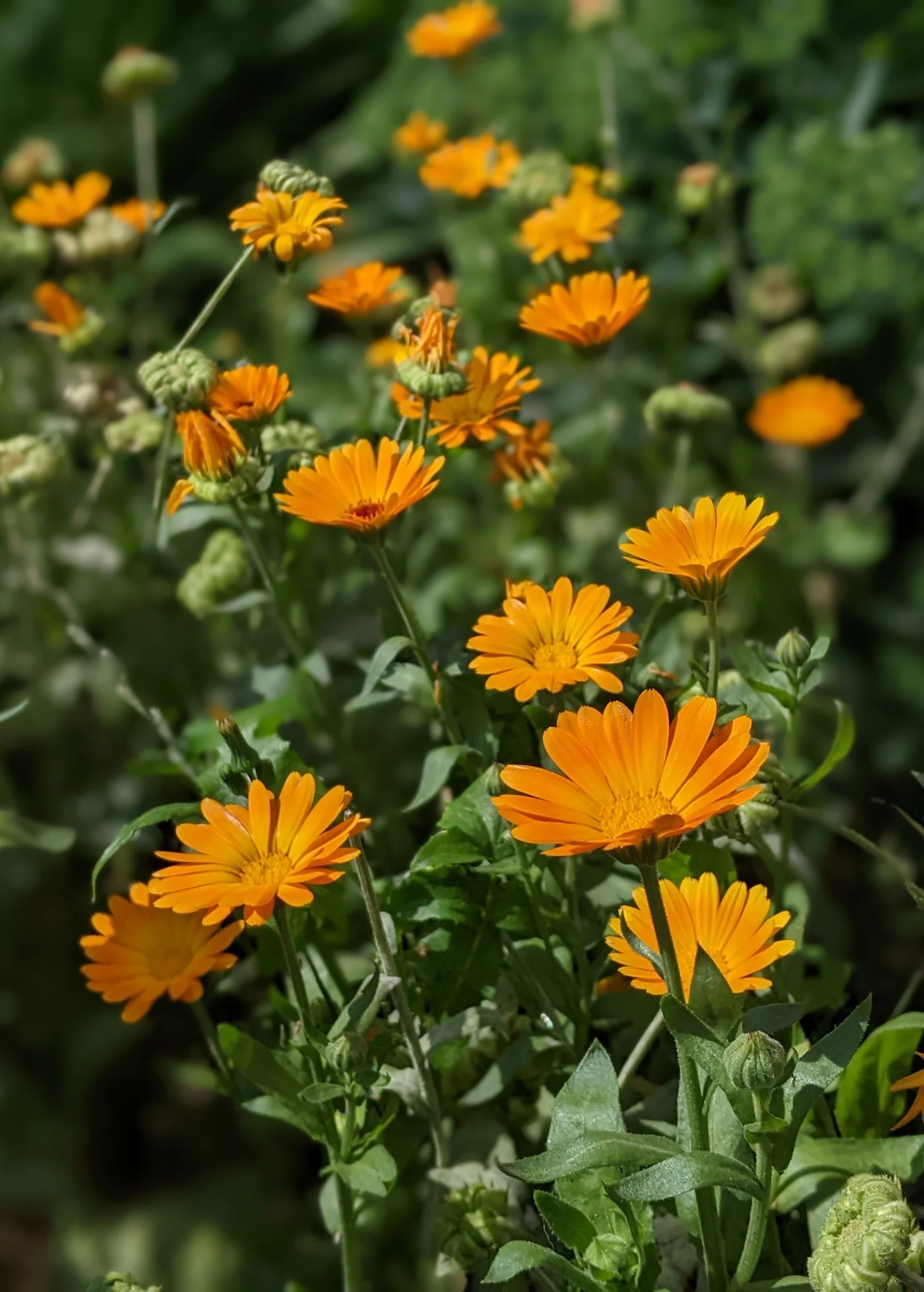 Orange Calendula (Calendula officinalis) - Image 7
