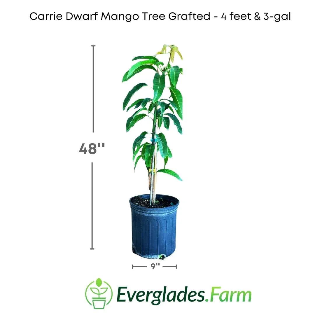Carrie Dwarf Mango Tree Grafted - Image 4