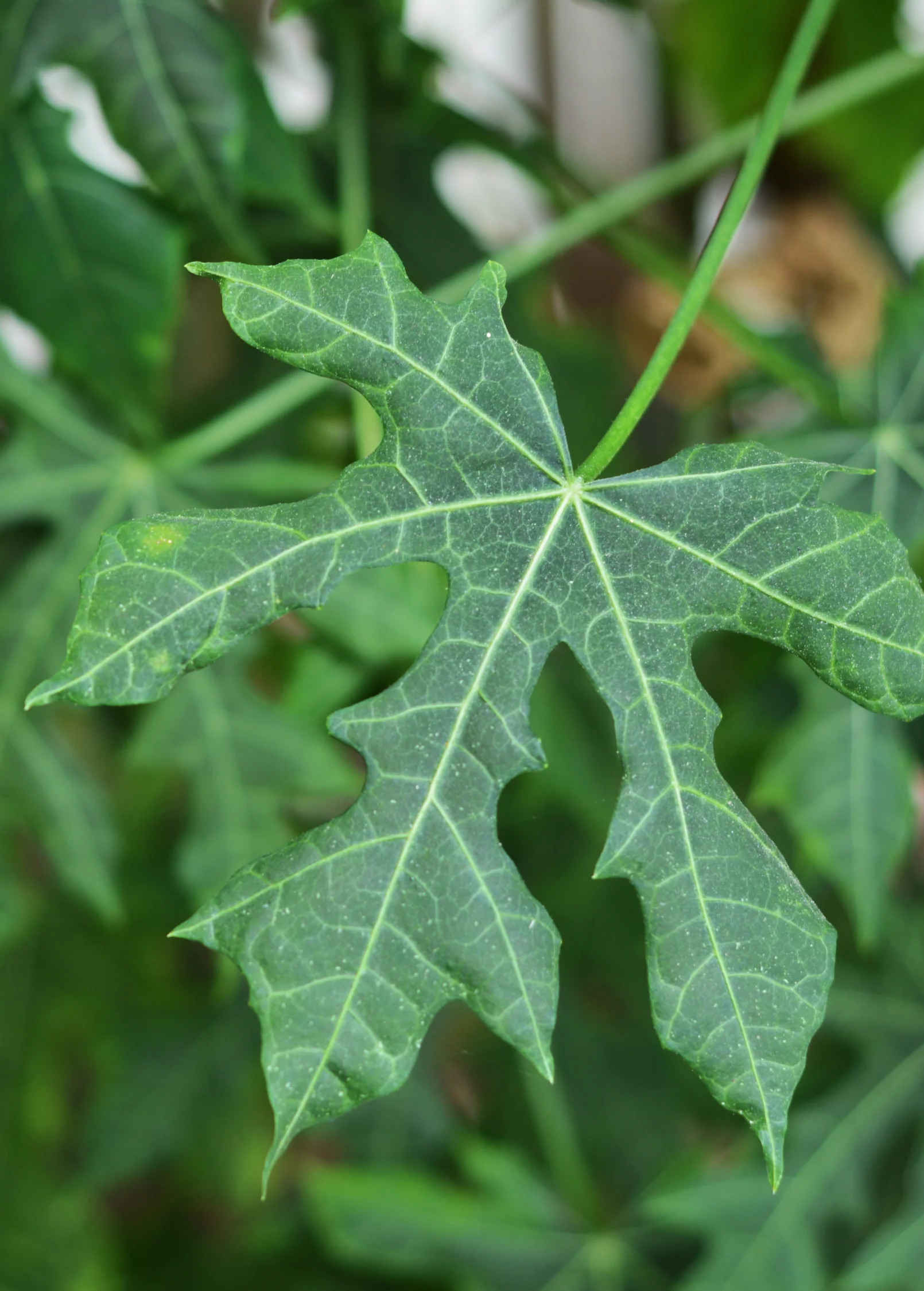 Chaya, Serrated (Cnidoscolus aconitifolius var. serratifolius) - Image 3