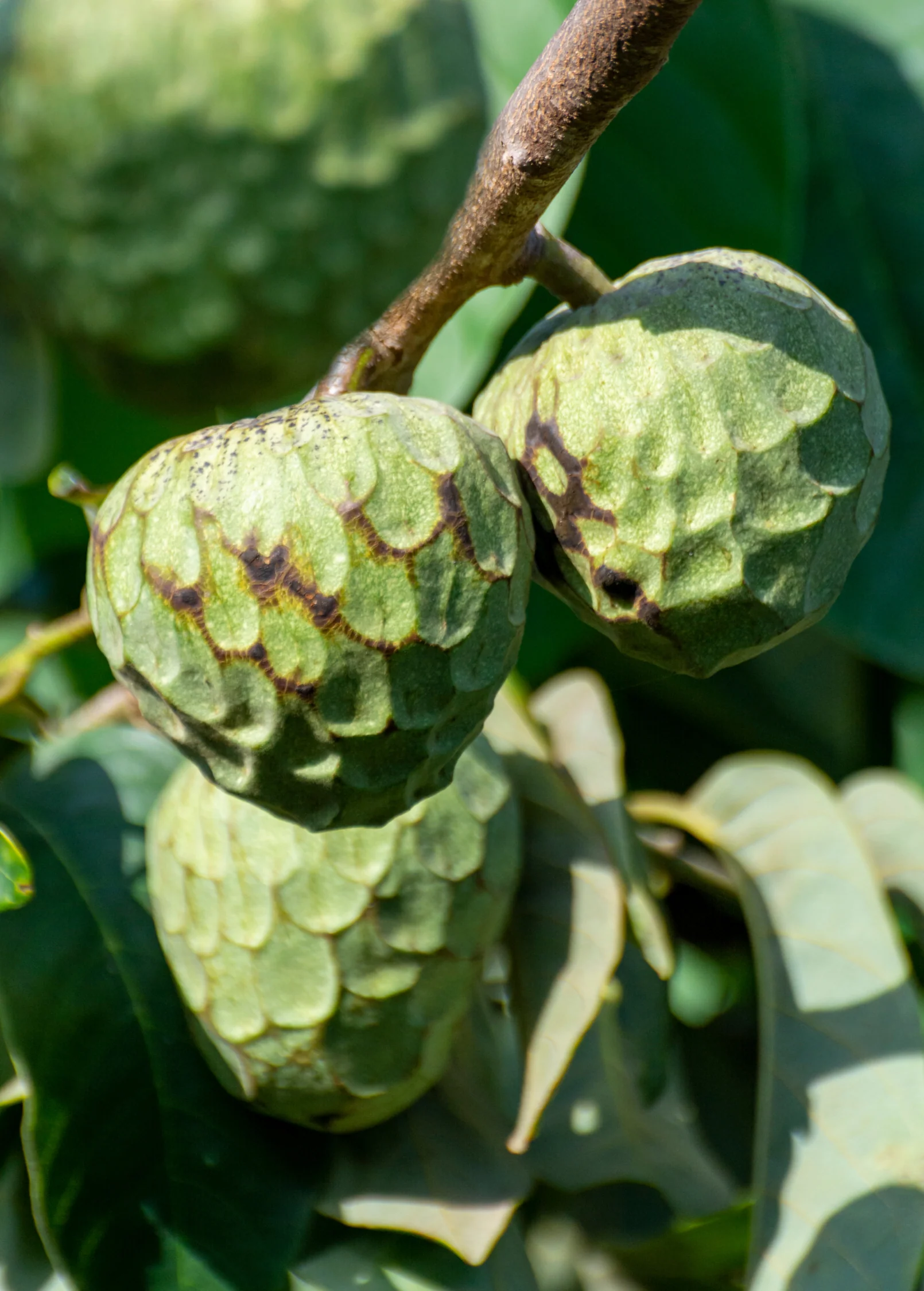 Cherimoya (Annona cherimola) - Image 3