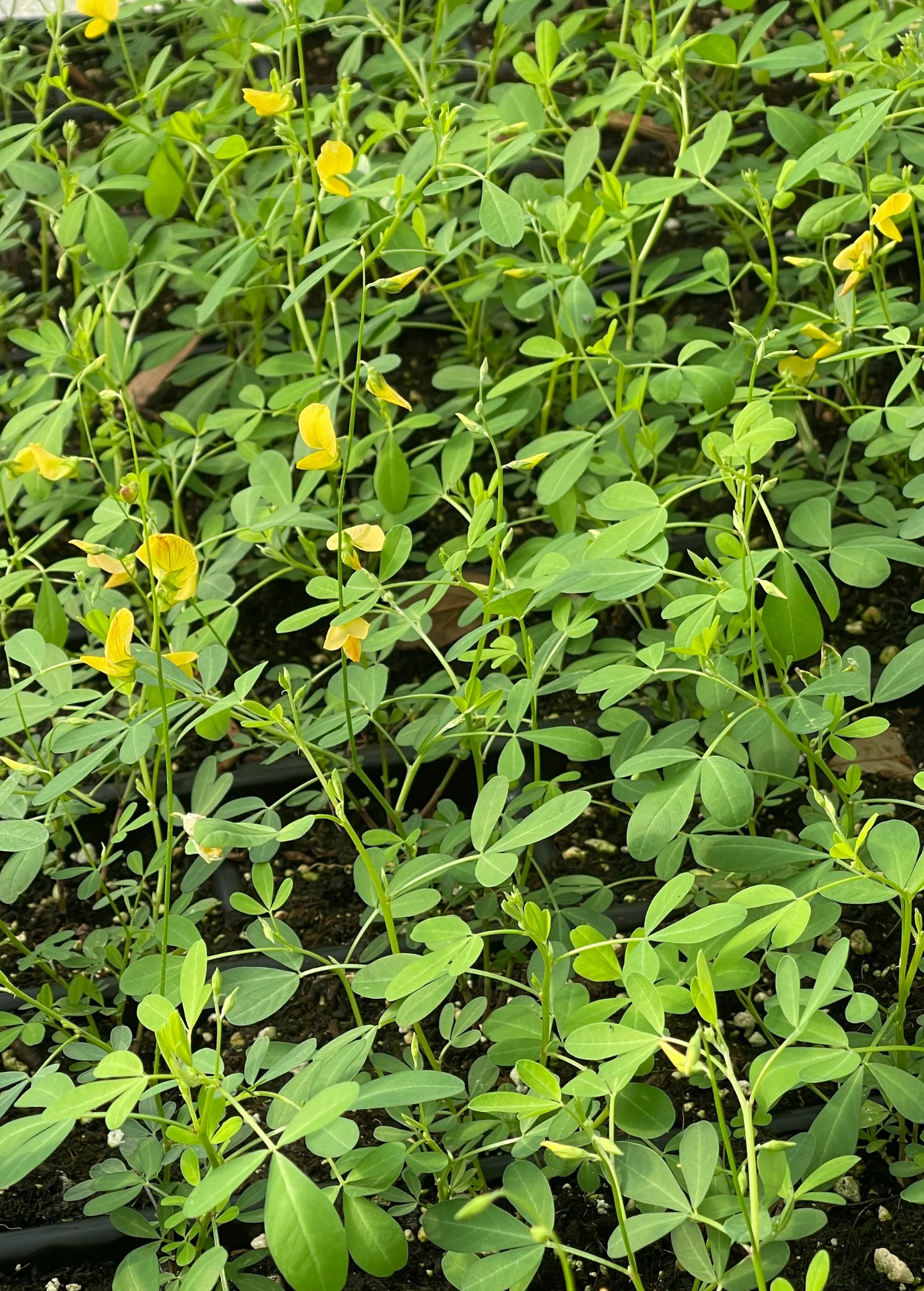 Chipilín (Crotalaria longirostrata) - Image 3