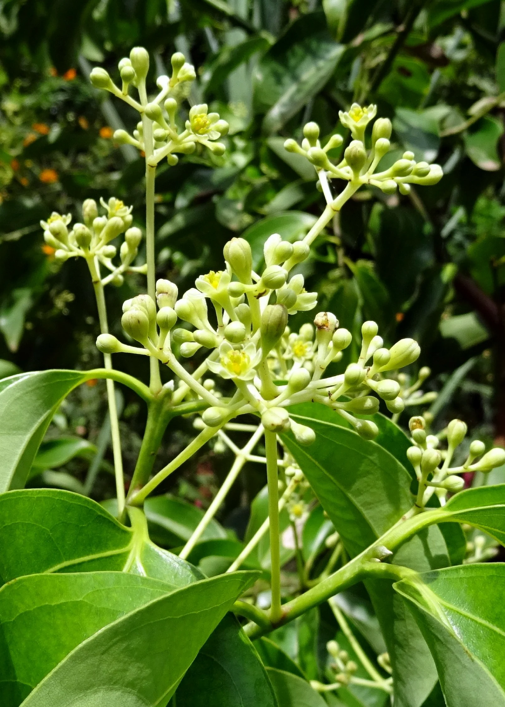 Cinnamon (Cinnamomum verum) - Image 3