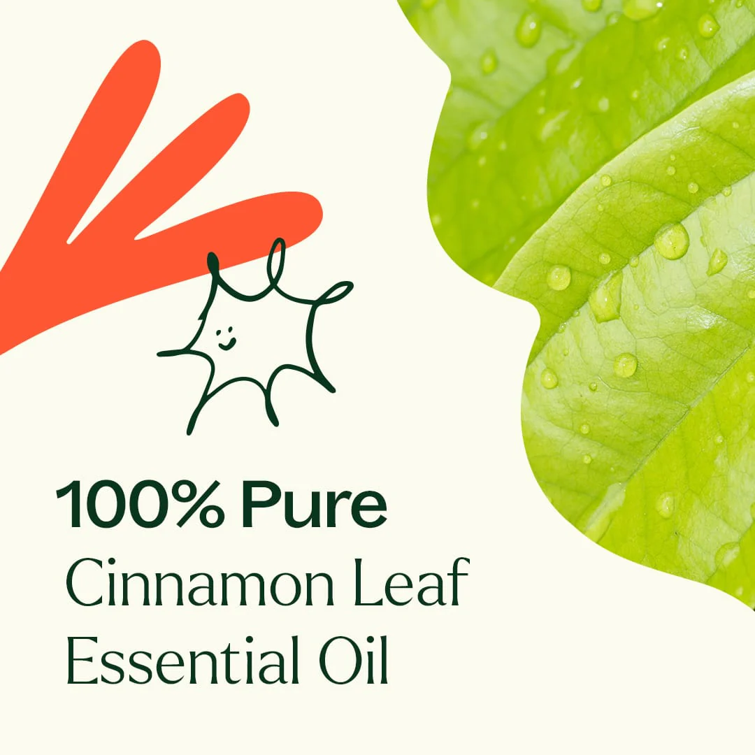 Cinnamon Leaf Essential Oil - Image 4