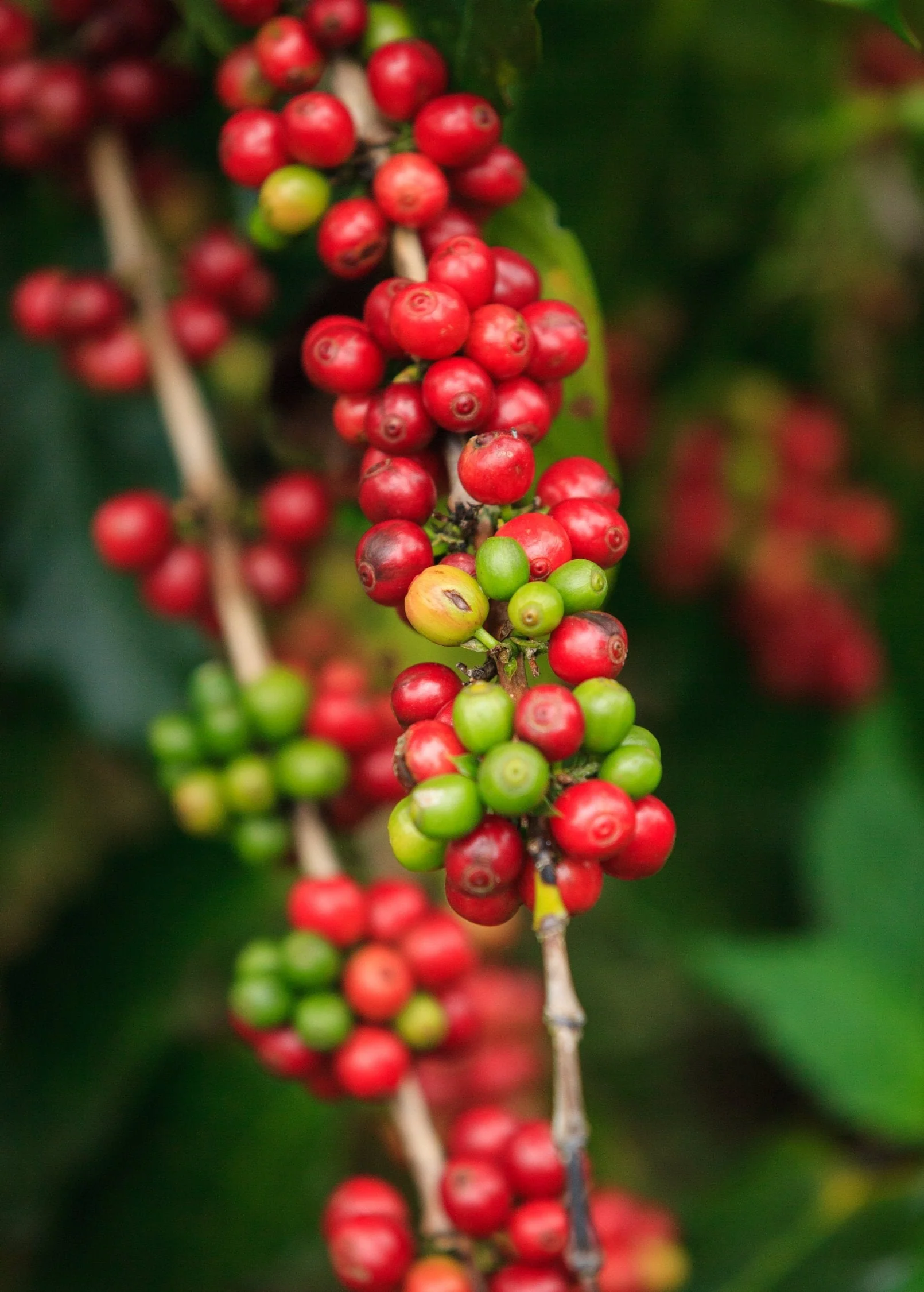 Coffee (Coffea arabica) - Image 7