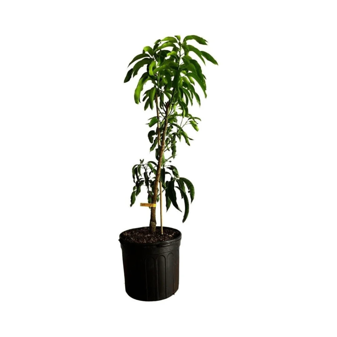 Cogshall Mango Tree Dwarf, Grafted - Image 3