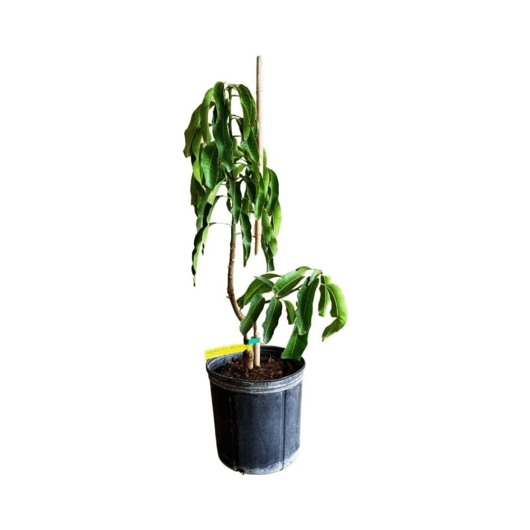 Cogshall Mango Tree Dwarf, Grafted - Image 4