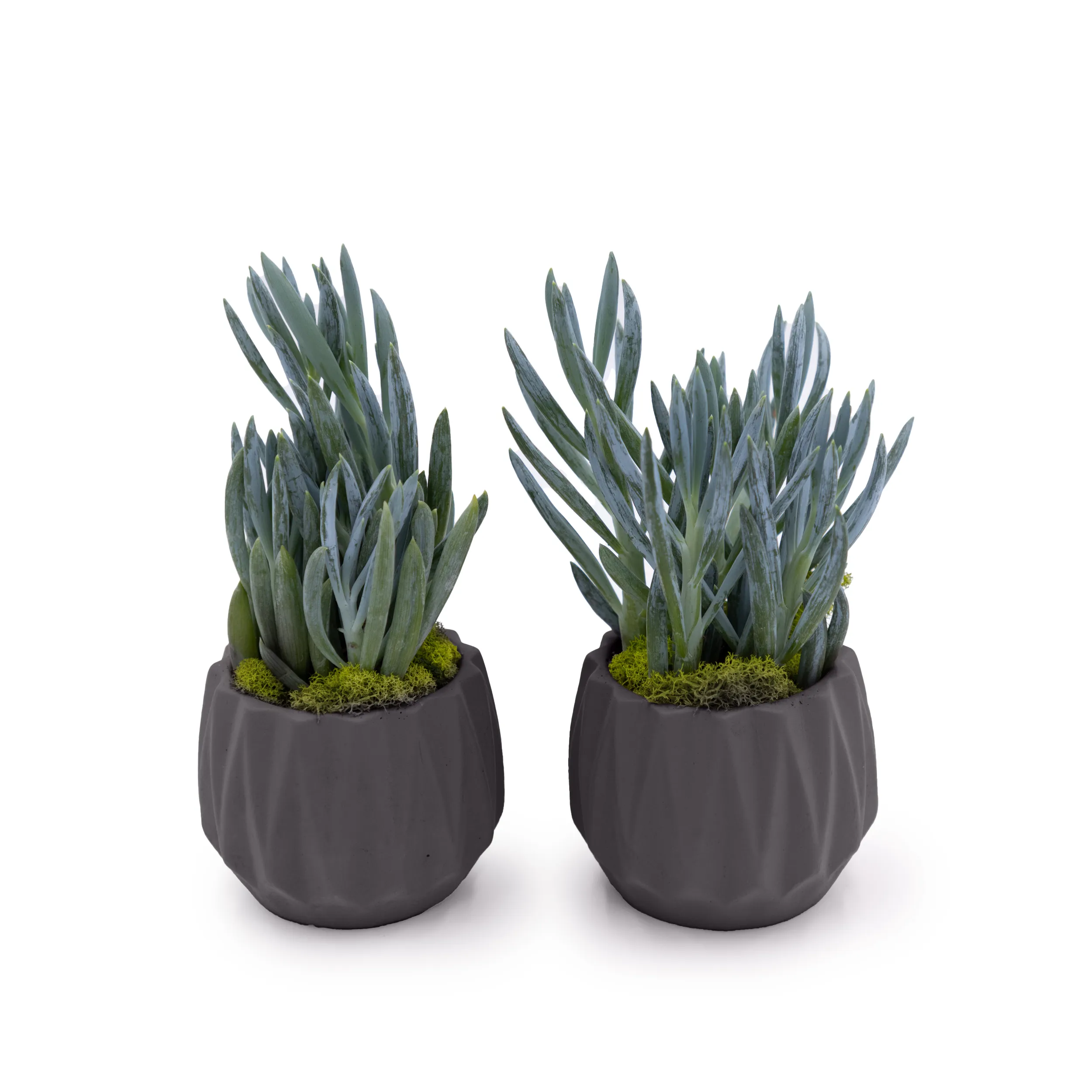 Concrete Mini Flute Tabletop Planters (Set of 2) - Image 2