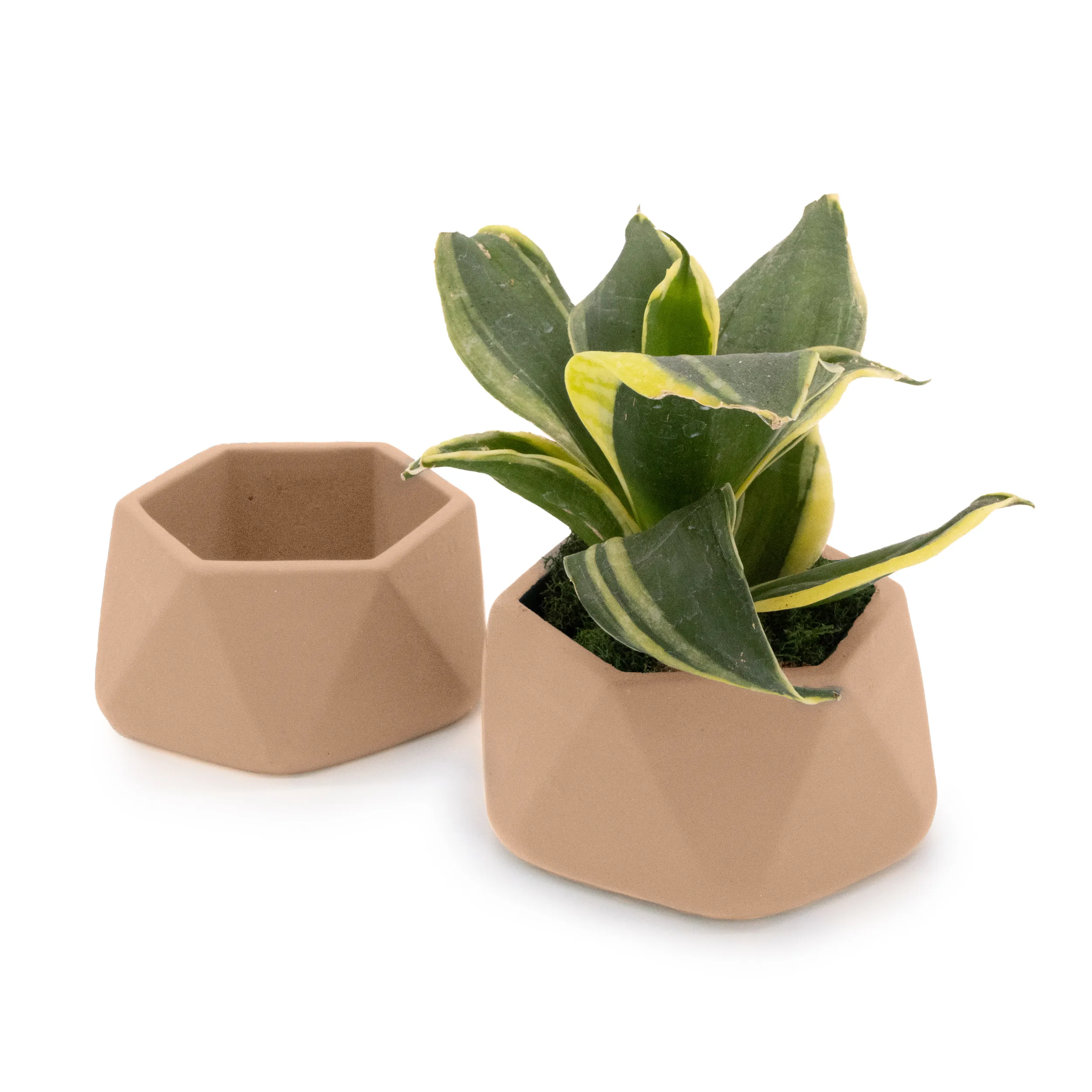 Concrete Mini Genna Tabletop Planters (Set of 2) - Image 2