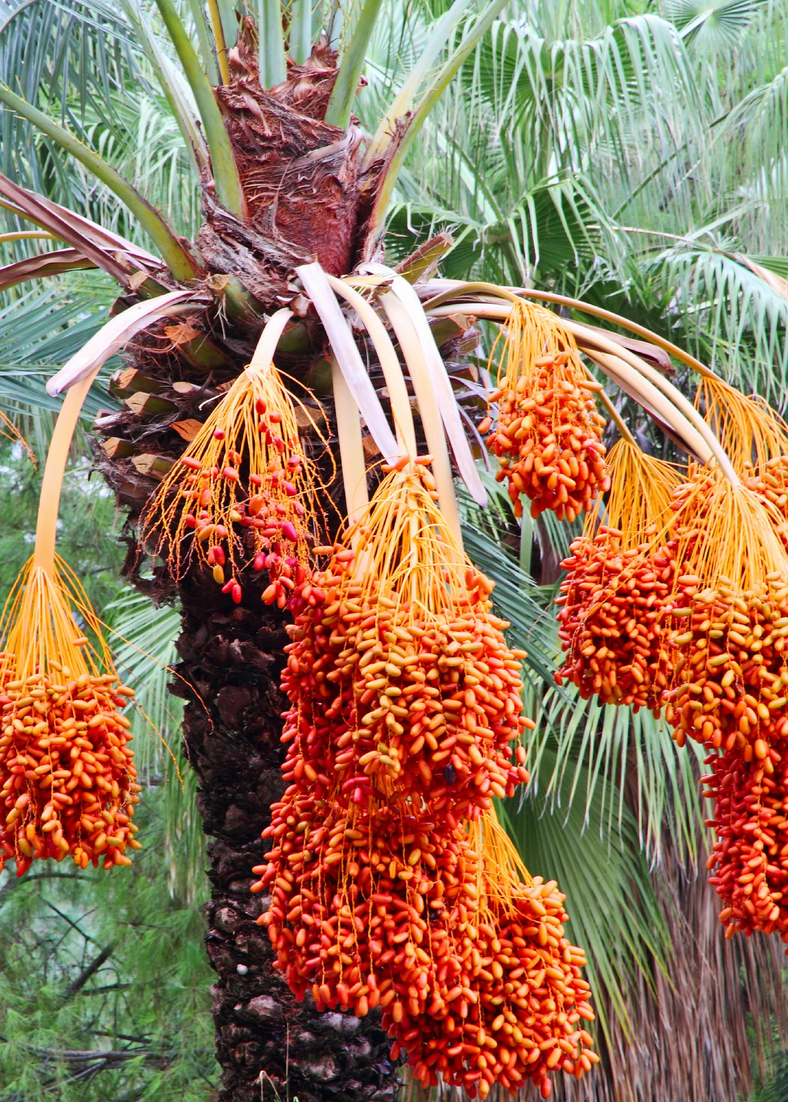 Date Palm (Phoenix dactylifera) - Image 2