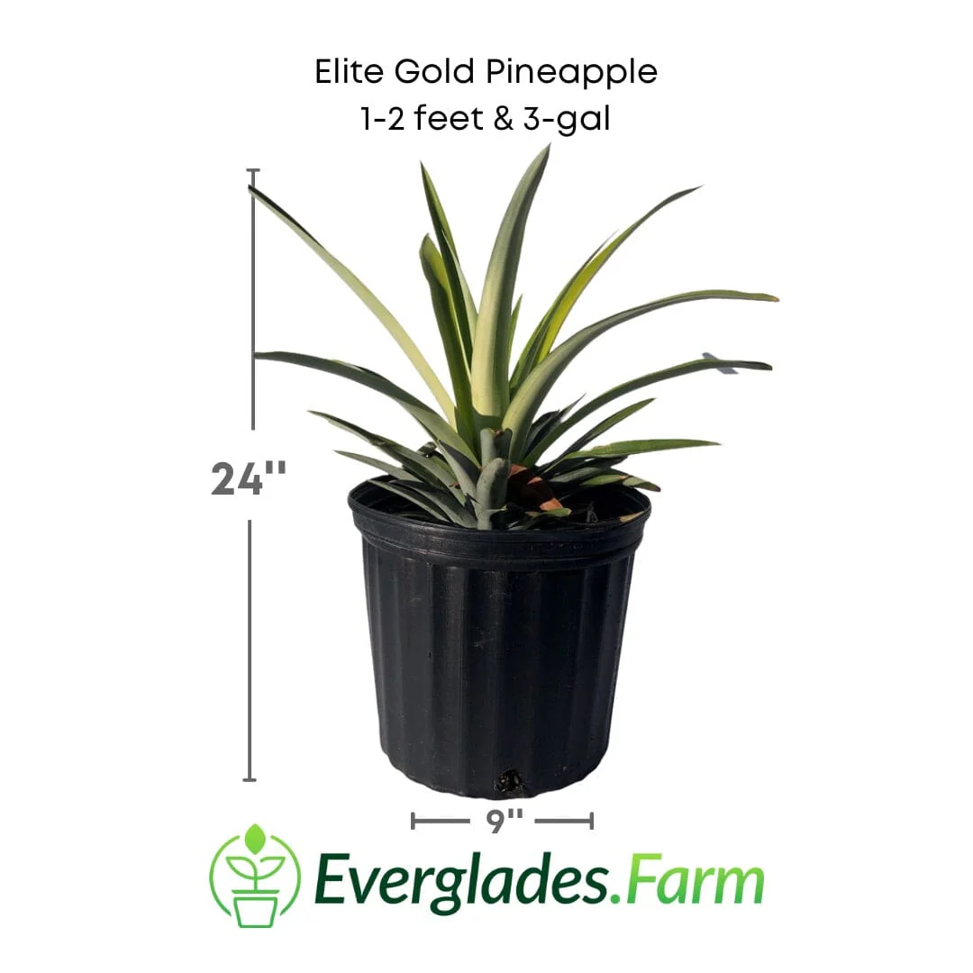 Elite Gold Pineapple Plant - Image 3