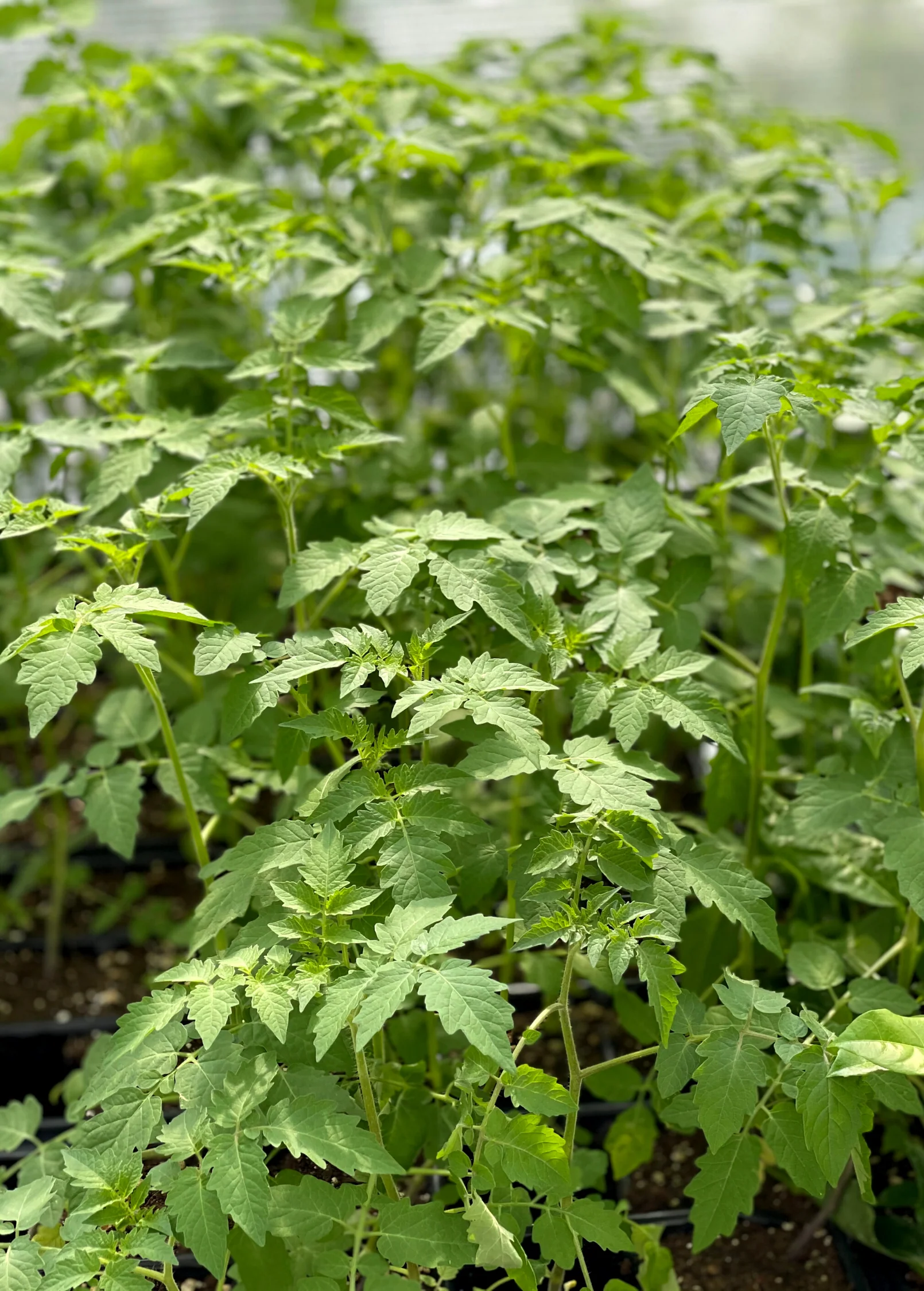 Everglades Tomato (Solanum pimpinellifolium) - Image 2