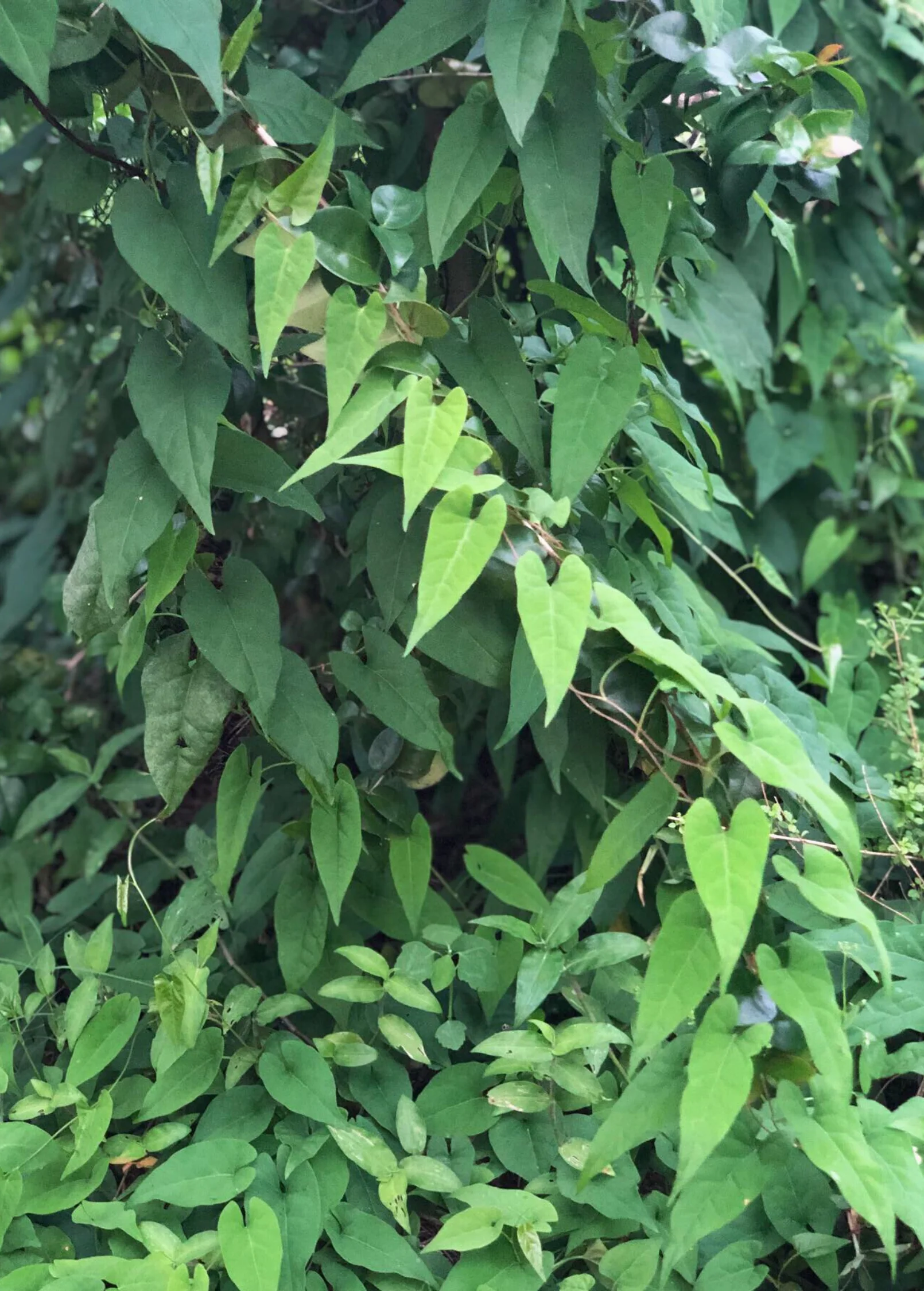 Fo-Ti, He Shou Wu (Polygonum multiflorum) - Image 2
