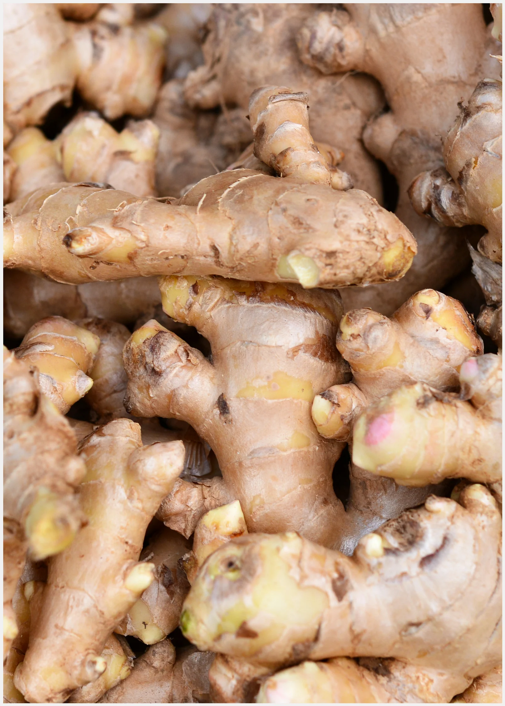 Ginger, Yellow (Zingiber officinale) - Image 4