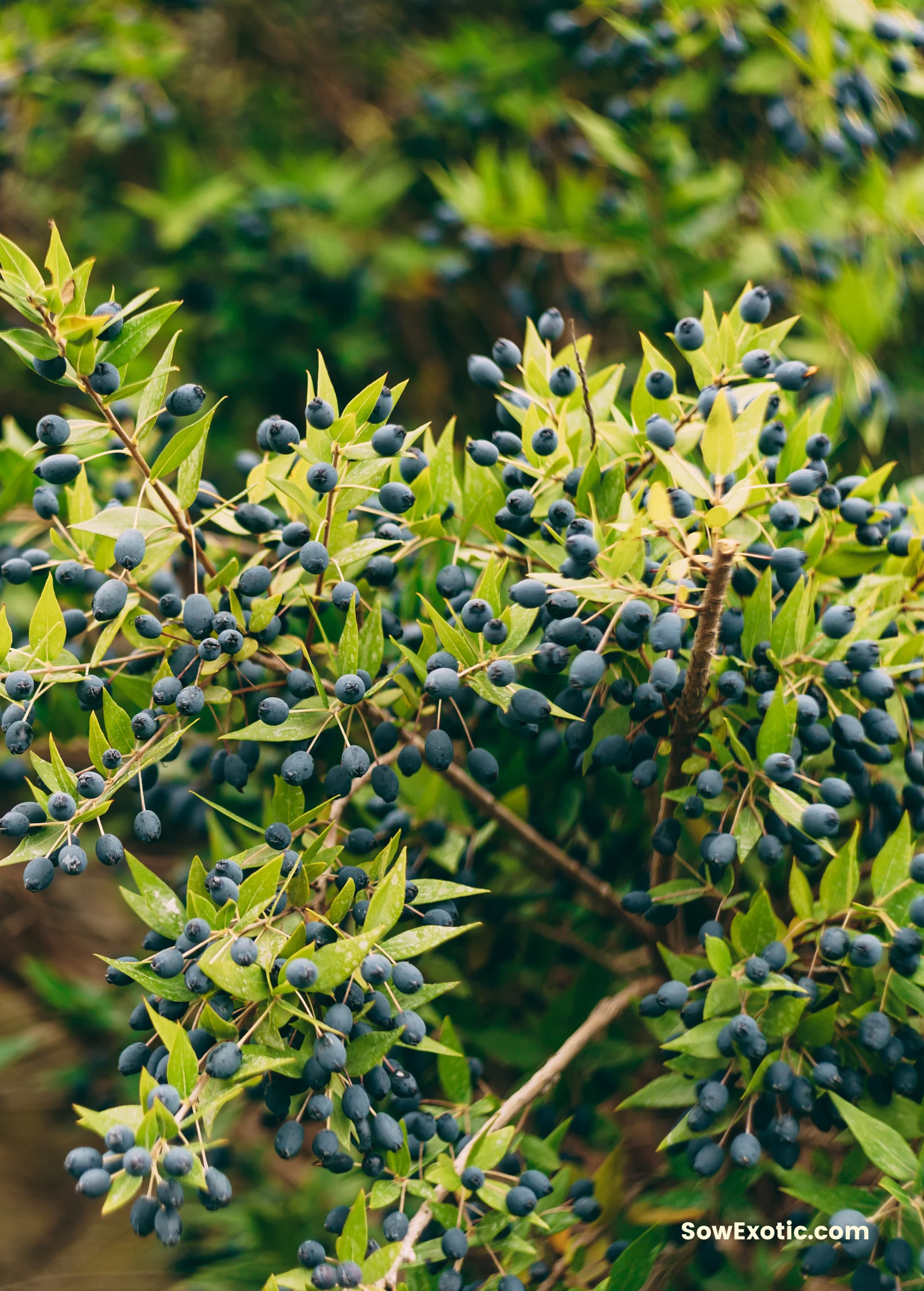 Greek Myrtle (Myrtus communis) - Image 2