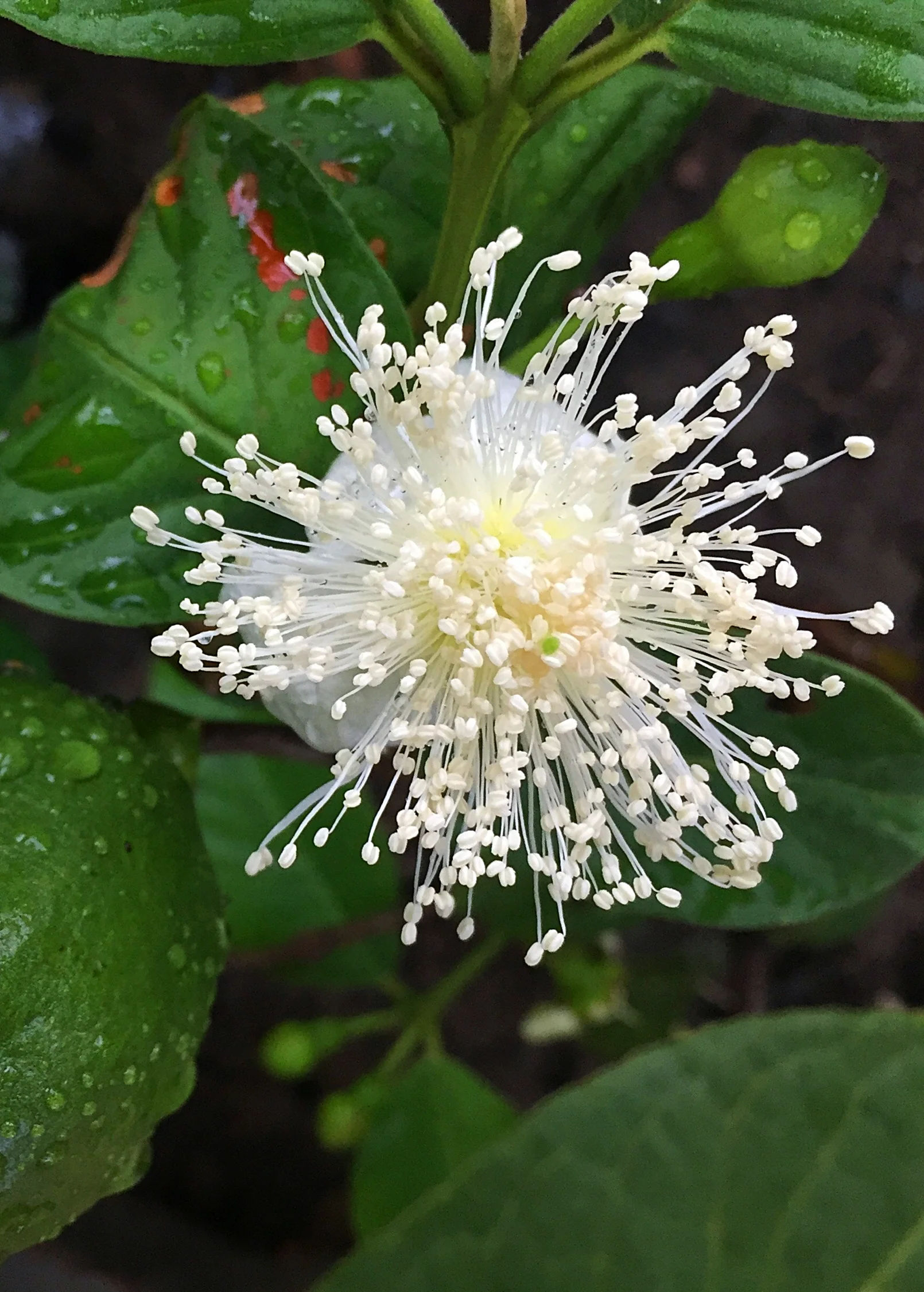 Guava, Lemon (Psidium littorale) - Image 3