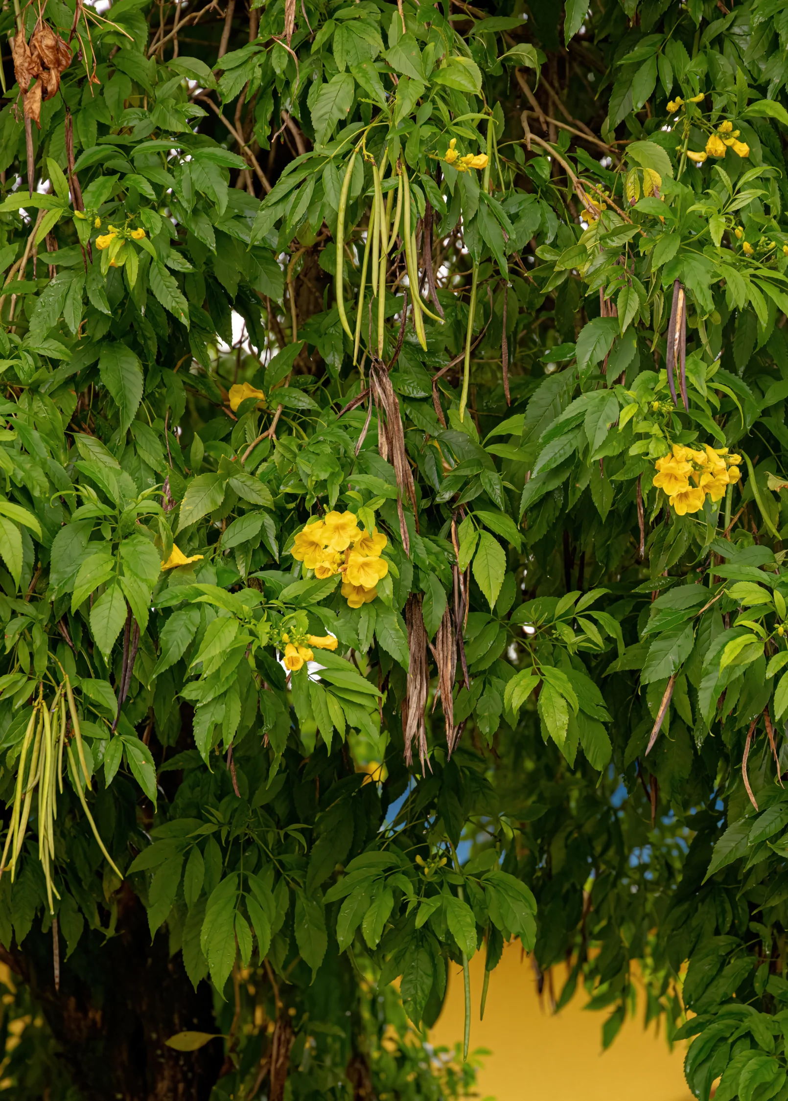 Hojas de Tronadora, Yellow Elder (Tecoma stans) - Image 2