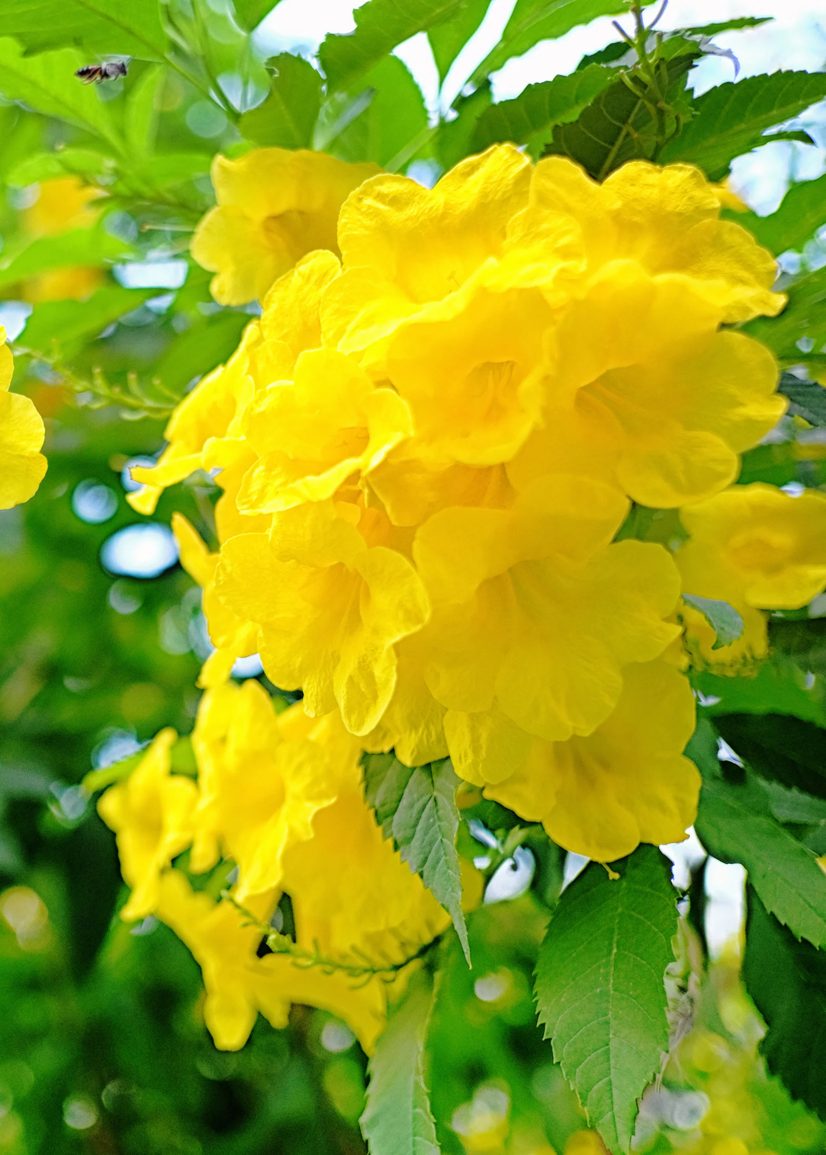 Hojas de Tronadora, Yellow Elder (Tecoma stans) - Image 4