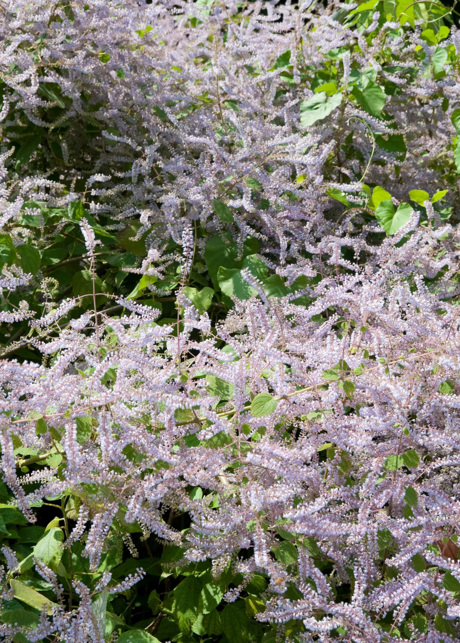 Iboza (Iboza riparia)